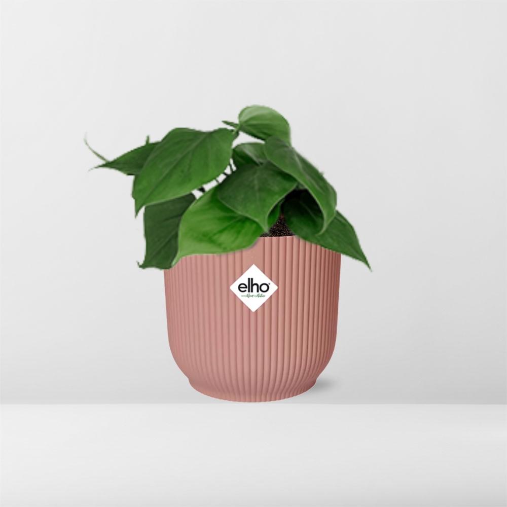 Philodendron Scandens in ELHO Vibes 14cm rosa Topf | Pflanzfix24.de