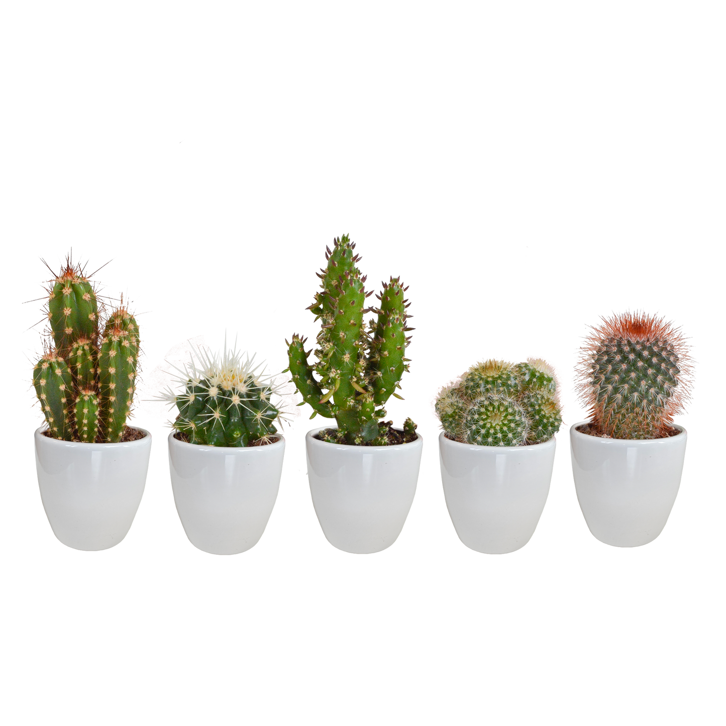 Kakteenmischung 5,5 cm - 5x - in witte pot - Pflanzfix24.de - Pflanzfix24.de