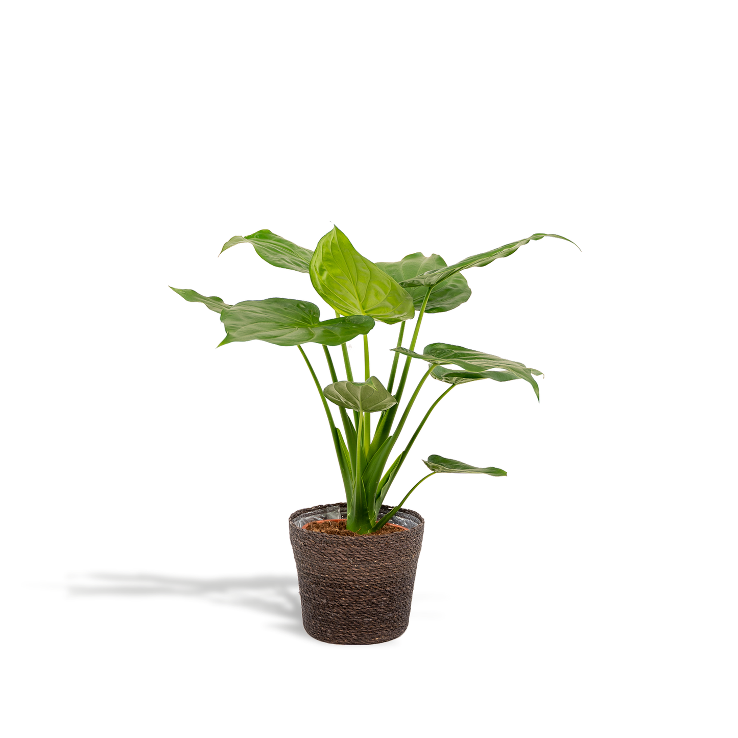 Alocasia Cucullata - Ø19cm - ↕65cm + Korb Igmar von Pflanzfix24
