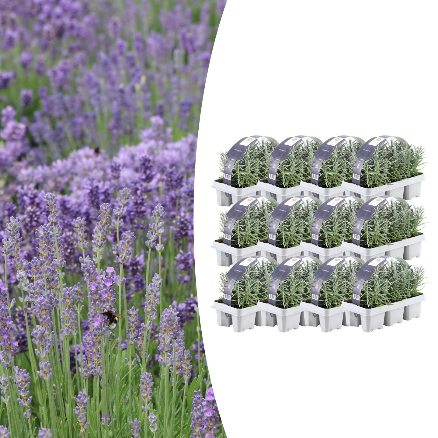 12x Lavendel angustifolia 15cm – Echter Lavendel, duftend | Pflanzfix24.de - Pflanzfix24.de