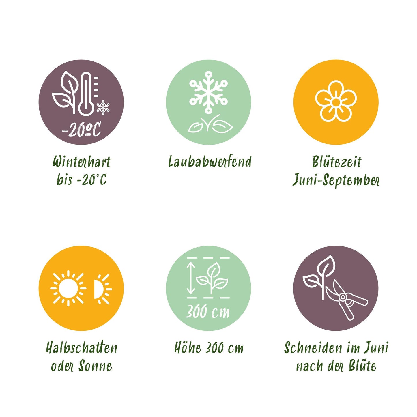 Pflanzfix24.de - Clematis Nelly Moser - 2er Set - Topf 11cm - Pflanzfix24.de
