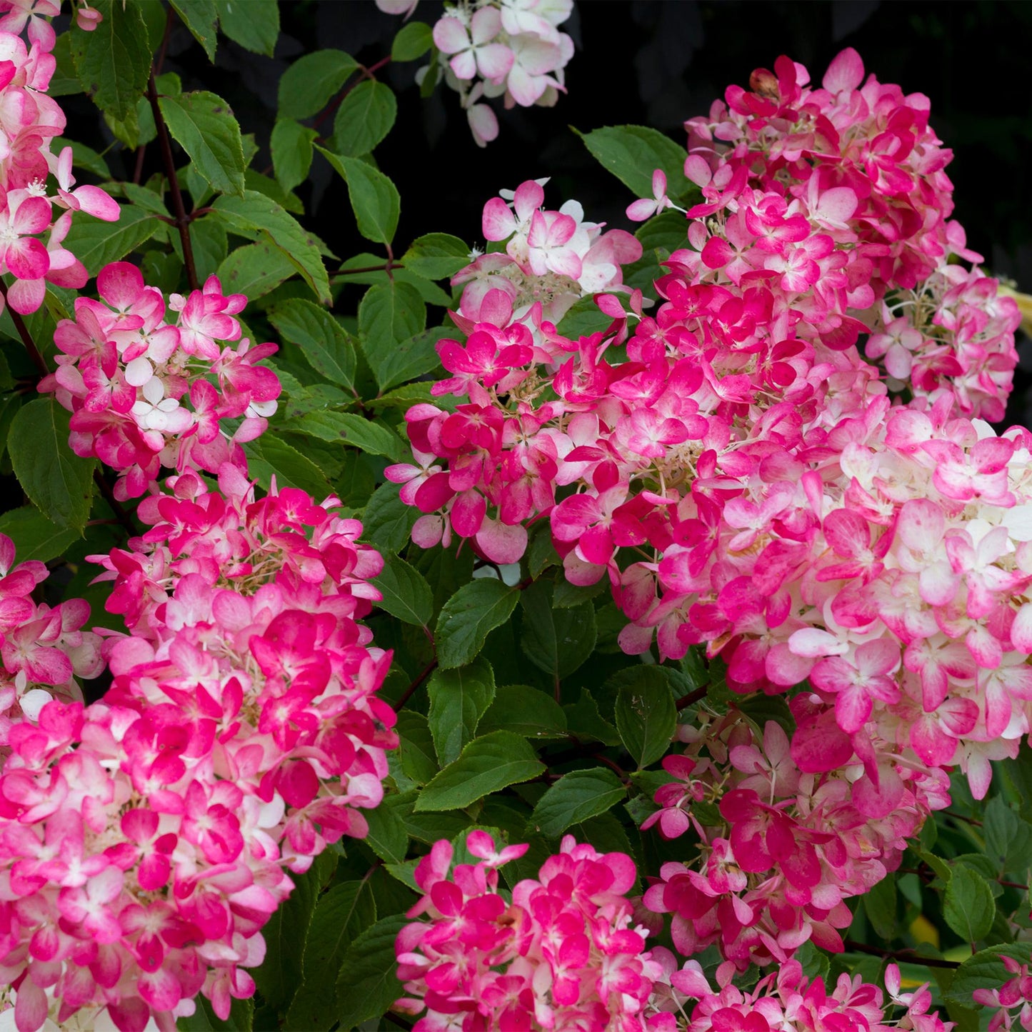 Pflanzfix24 - Hydrangea panniculata Pink Diamond - 3er Set - Topf 17cm