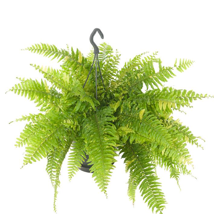Nephrolepis Tiger Fern - Ø20cm - ↕60cm - Pflanzfix24