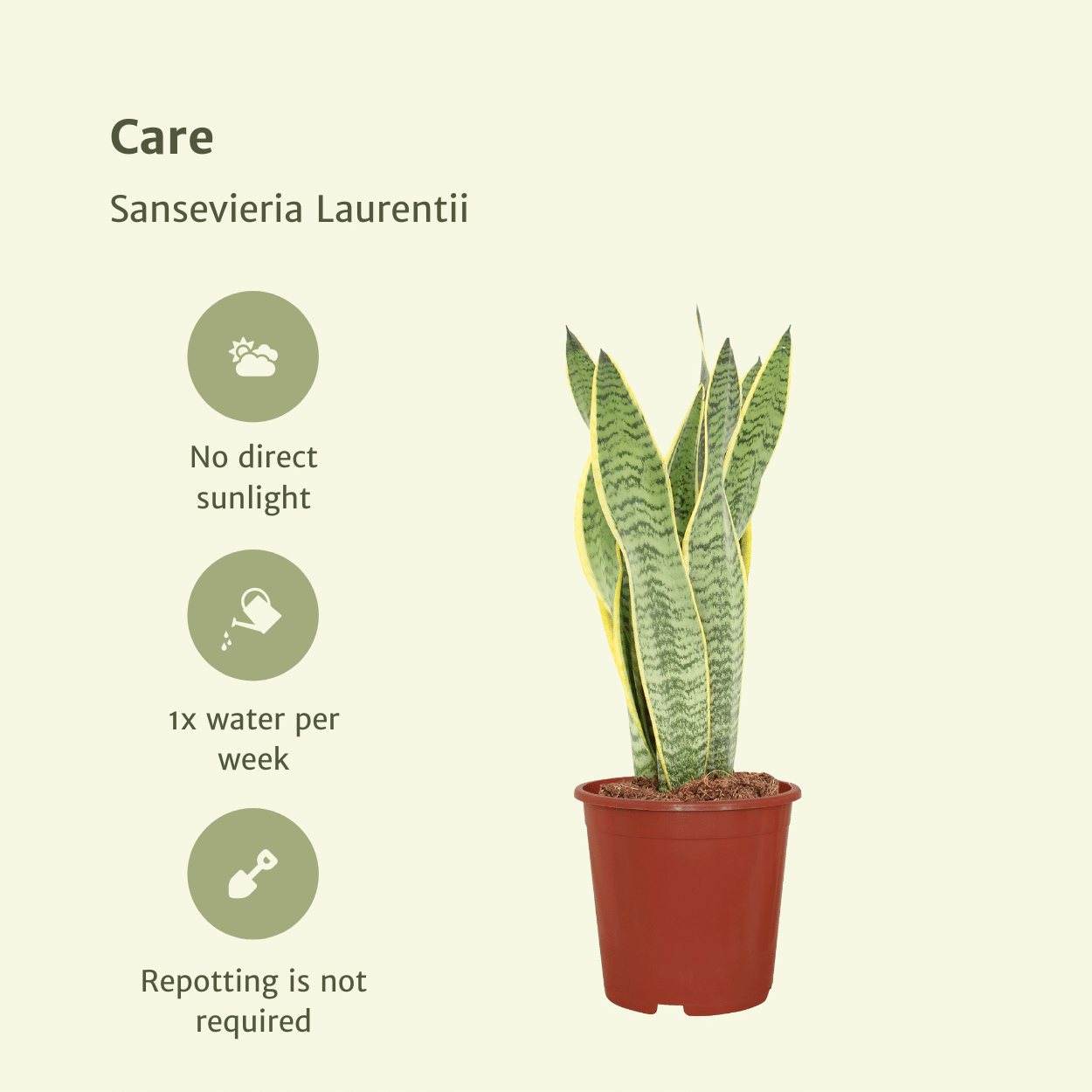 2x Sansevieria Laurentii - Frauenzunge - 40cm - ø14 bei Pflanzfix24.de - Pflanzfix24.de