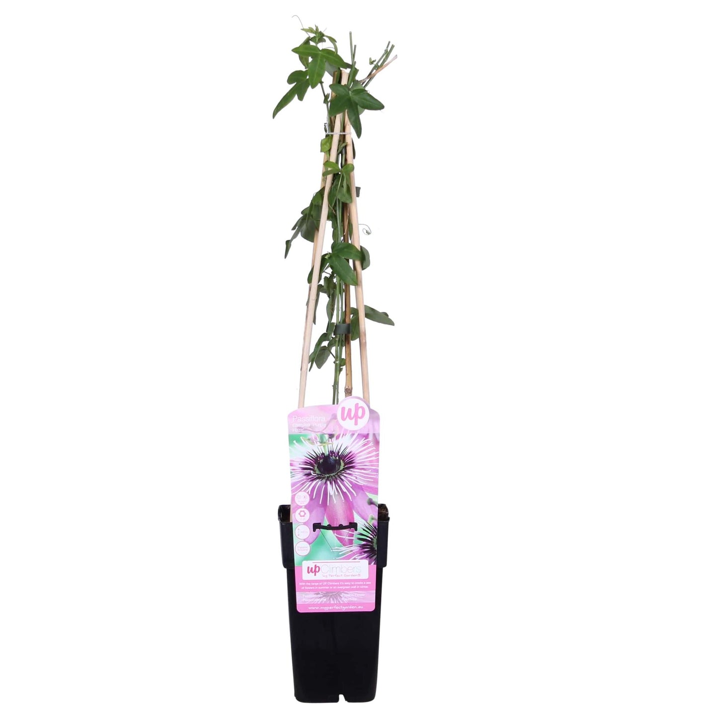 Passiflora Violett 'Purple Haze' - Ø15cm - ↕65cm - Pflanzfix24