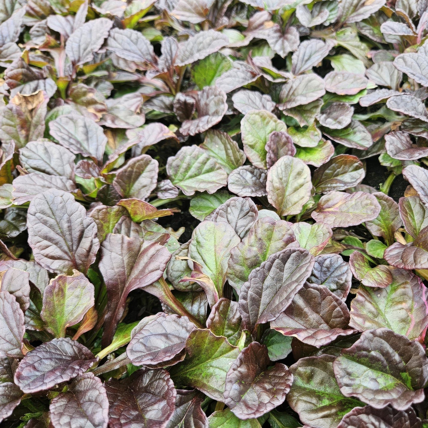 12x Ajuga reptans - Bodendeckerpflanze - Pflanzfix24