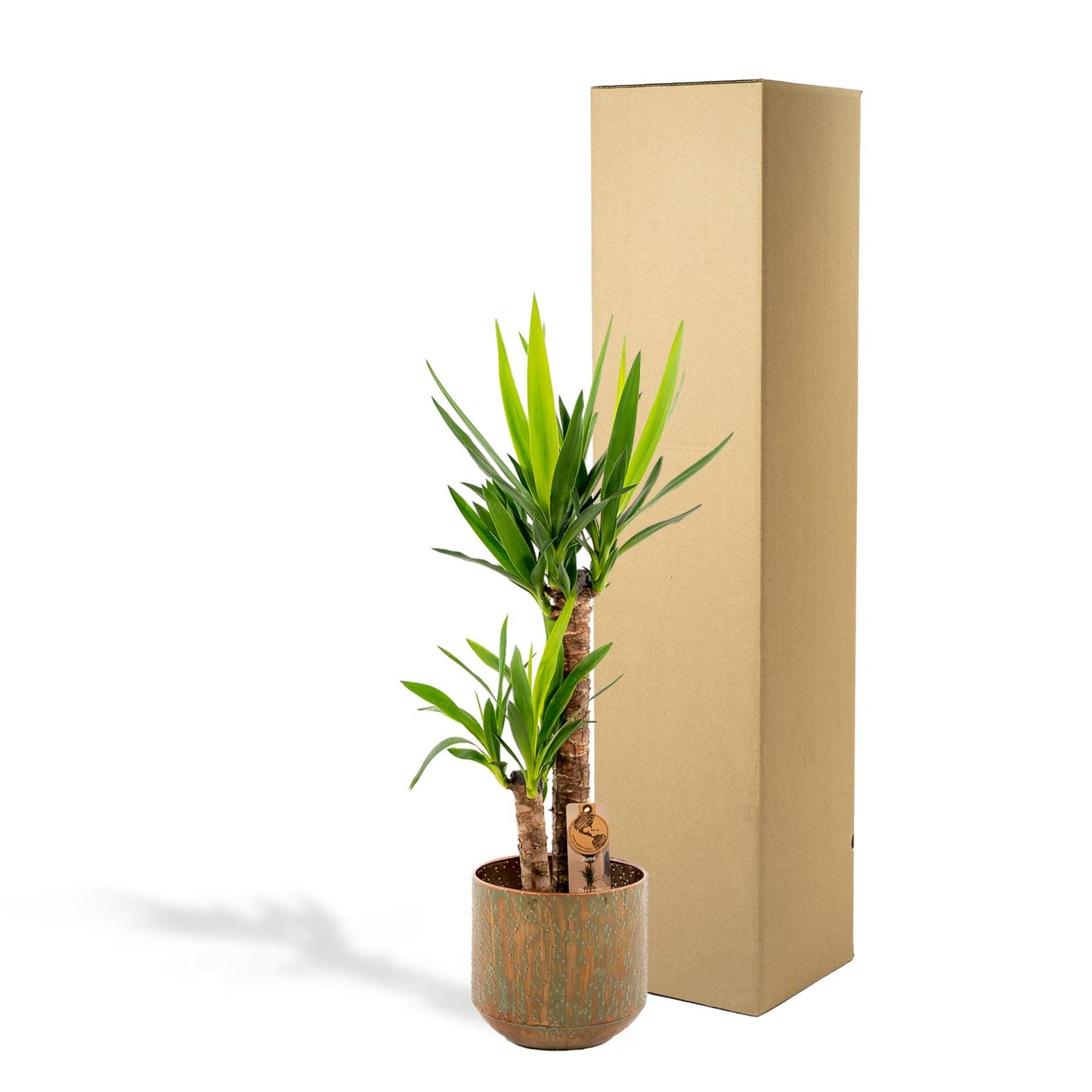 Yucca mit Topf - ↨100cm - Ø21cm von Pflanzfix24