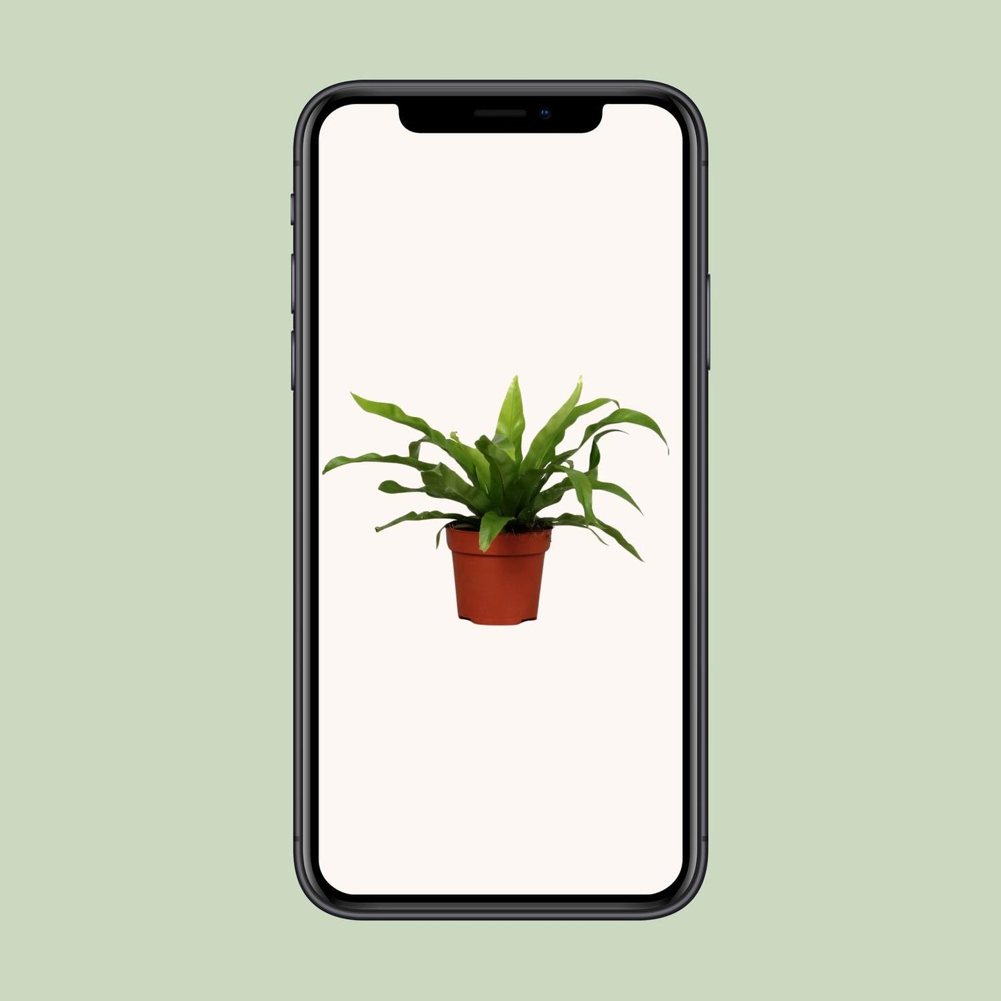 Asplenium Antiquum Ø12cm – pflegeleichter Zimmerfarn | pflanzfix24