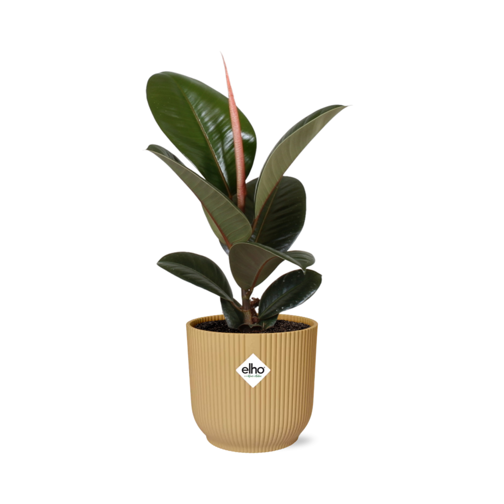 Ficus Elastica 'Robusta' 14cm in ELHO Vibes Fold geel - pflanzfix24