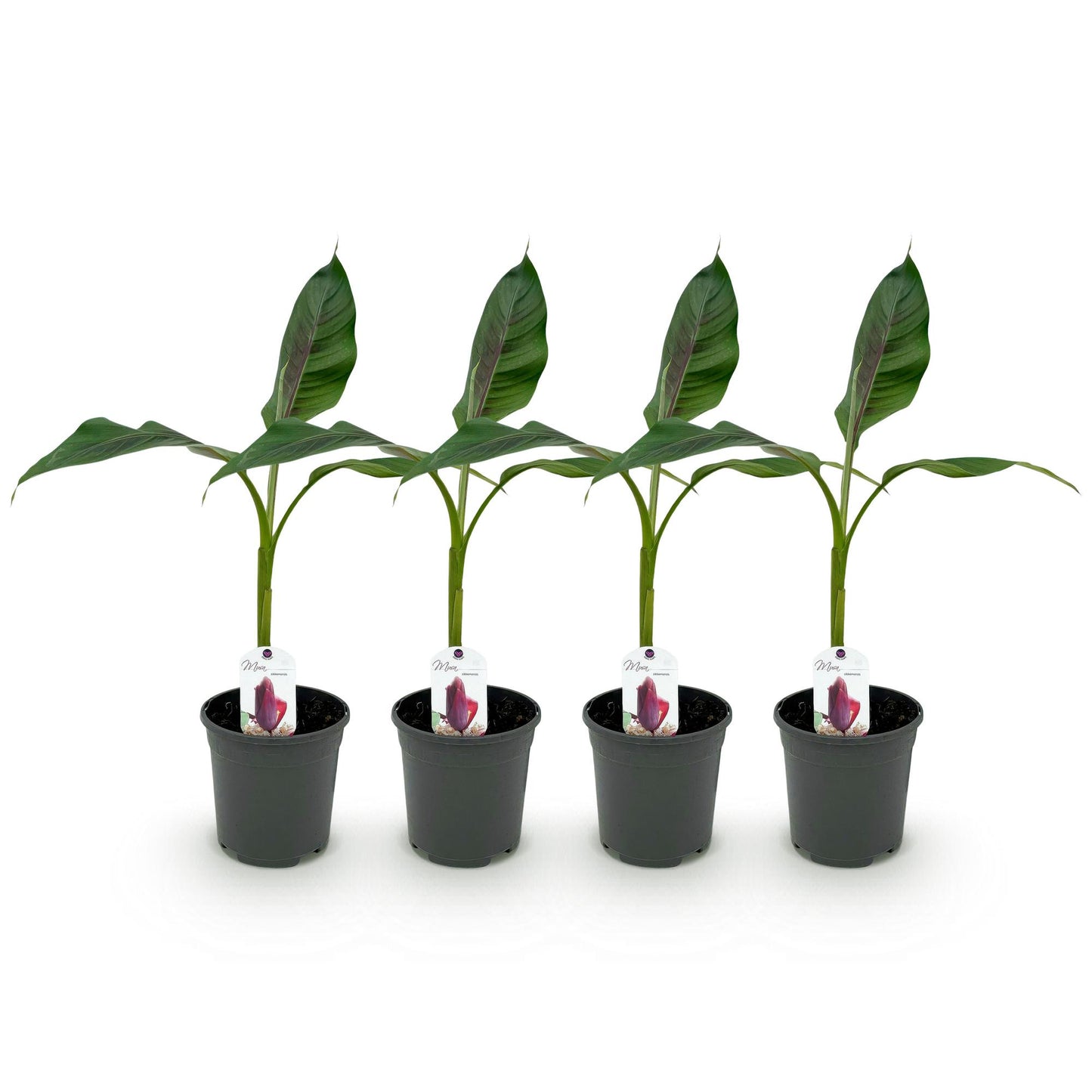 Bananenpflanze Musa sikkimensis Red Tiger - 4 Pflanzen - Topf 17cm - pflanzfix24
