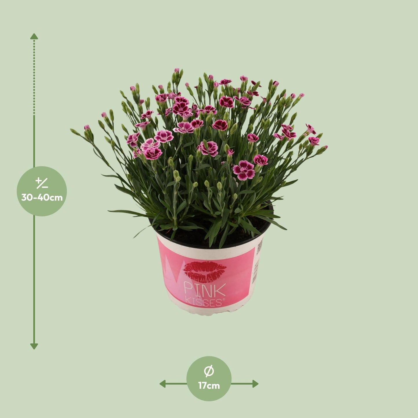 Dianthus Pink Kisses 17 CM © - Pflanzfix24