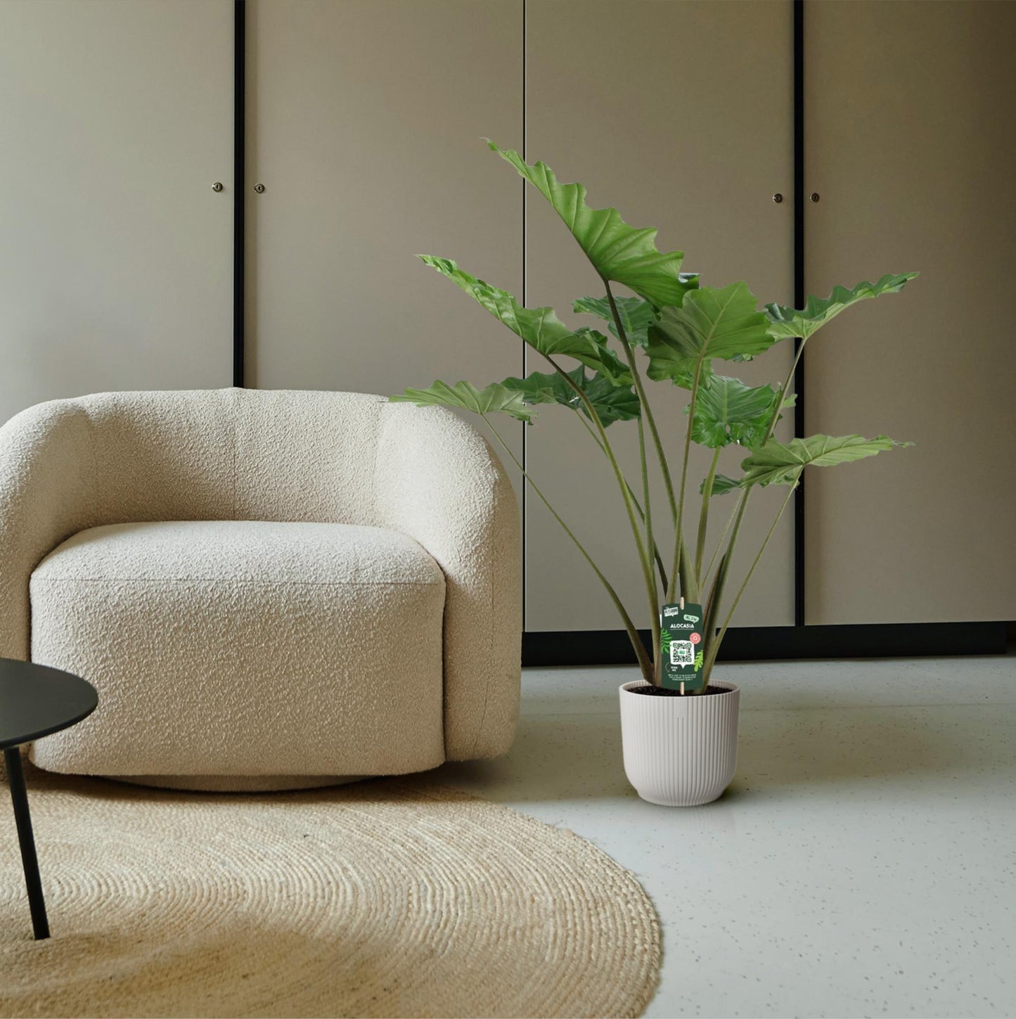 Alocasia Portodora - 140cm - Ø34cm bei Pflanzfix24.de - Pflanzfix24.de