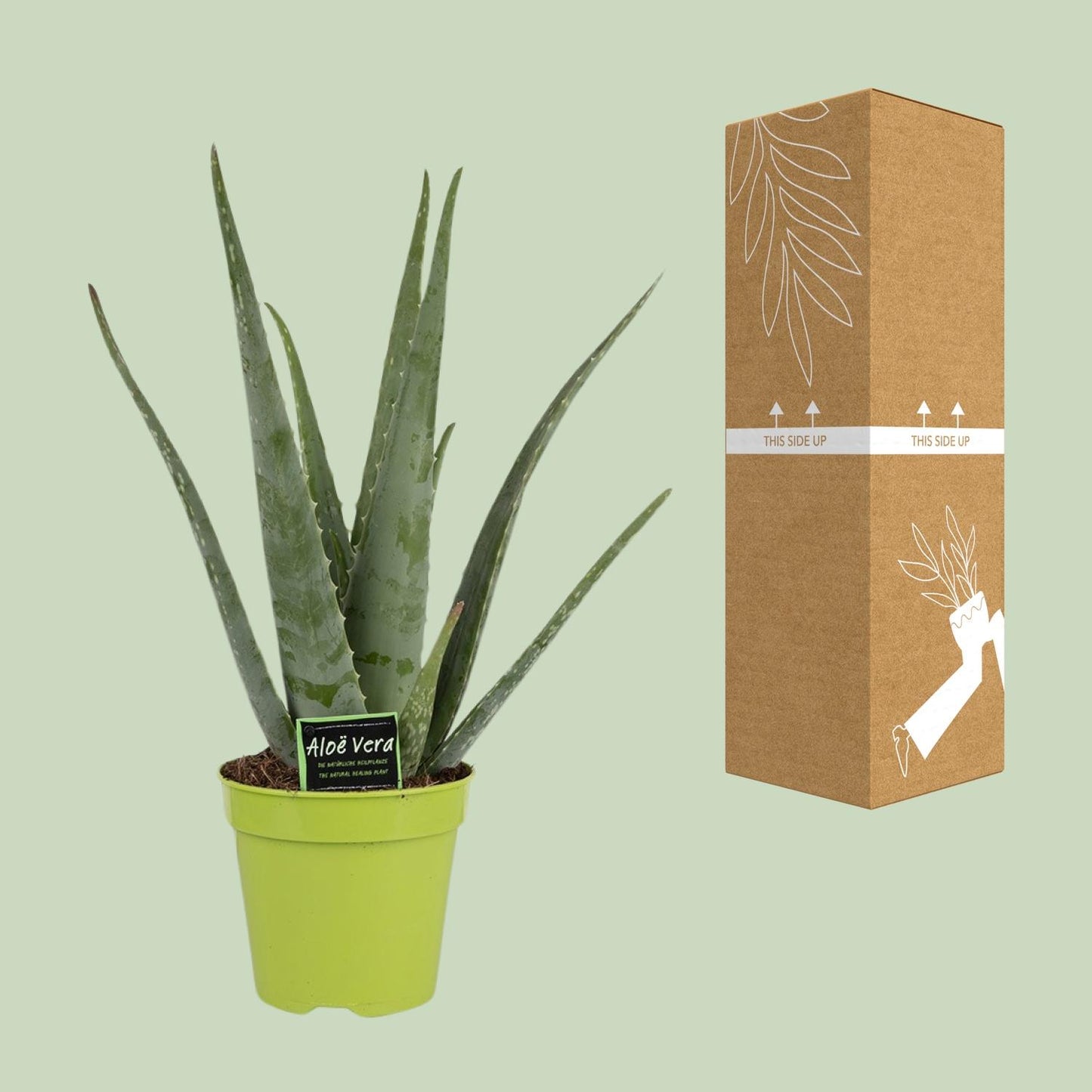 Aloe Vera - Ø15cm - ↕65cm bei Pflanzfix24