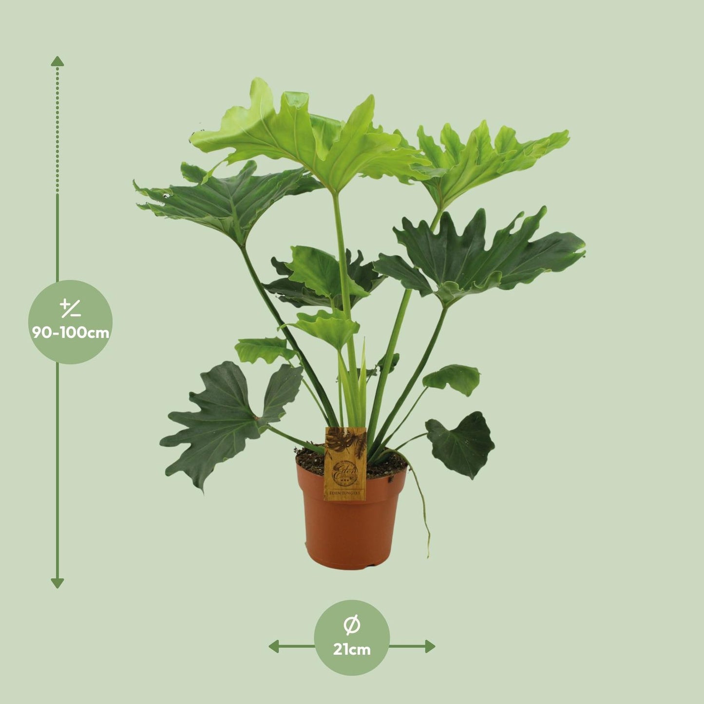 Philodendron Selloum Elefantiana - Ø21cm - ↕100cm - Pflanzfix24