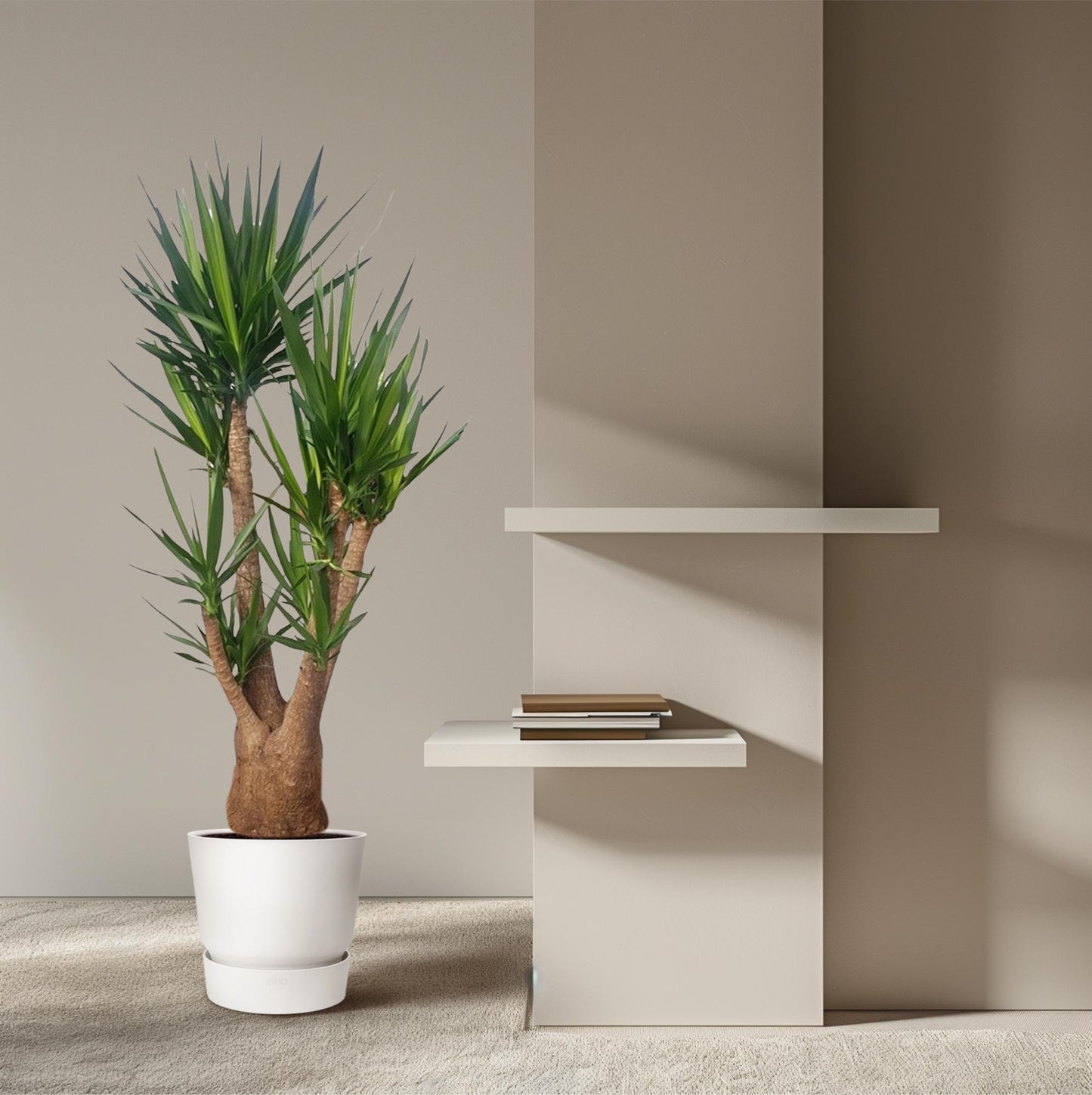 Yucca Elephantipes Verzweigt 190cm Ø55cm | Pflanzfix24.de - Pflanzfix24.de