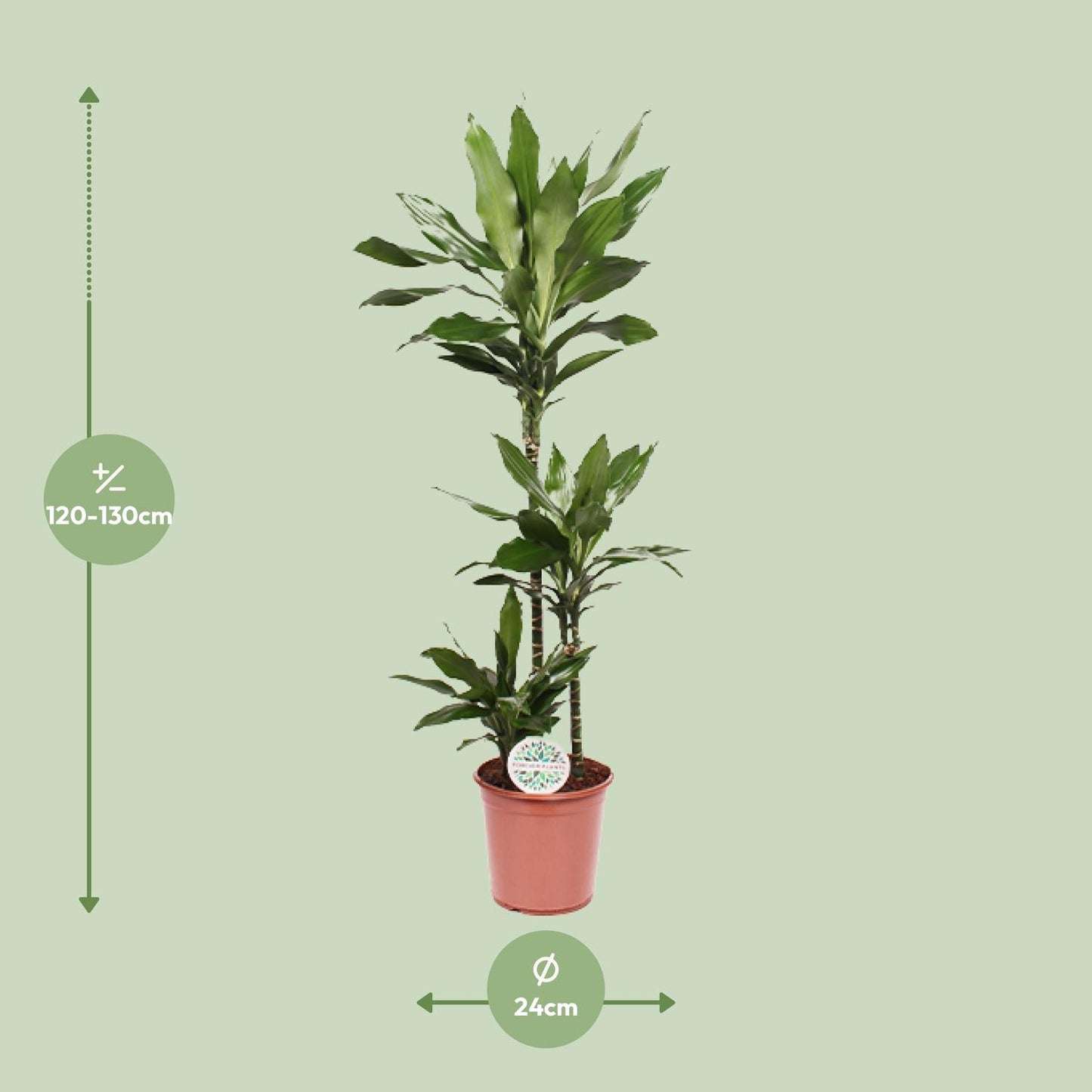 Dracaena Janet Lind - Ø24cm - ↕130cm bei Pflanzfix24.de - Pflanzfix24.de