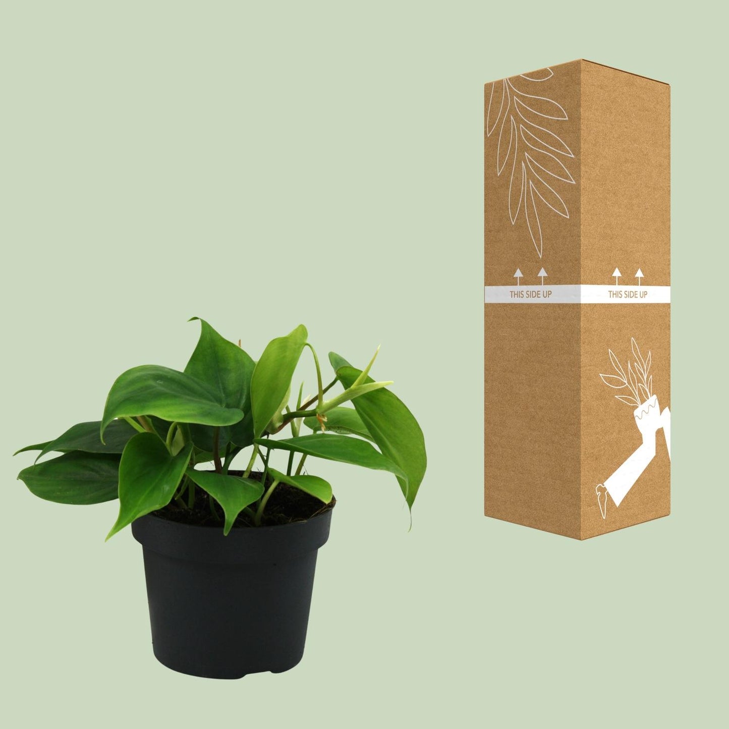 Philodendron Scandens 20cm Ø12cm – Pflegeleichte Zimmerpflanze | Pflanzfix24.de - Pflanzfix24.de