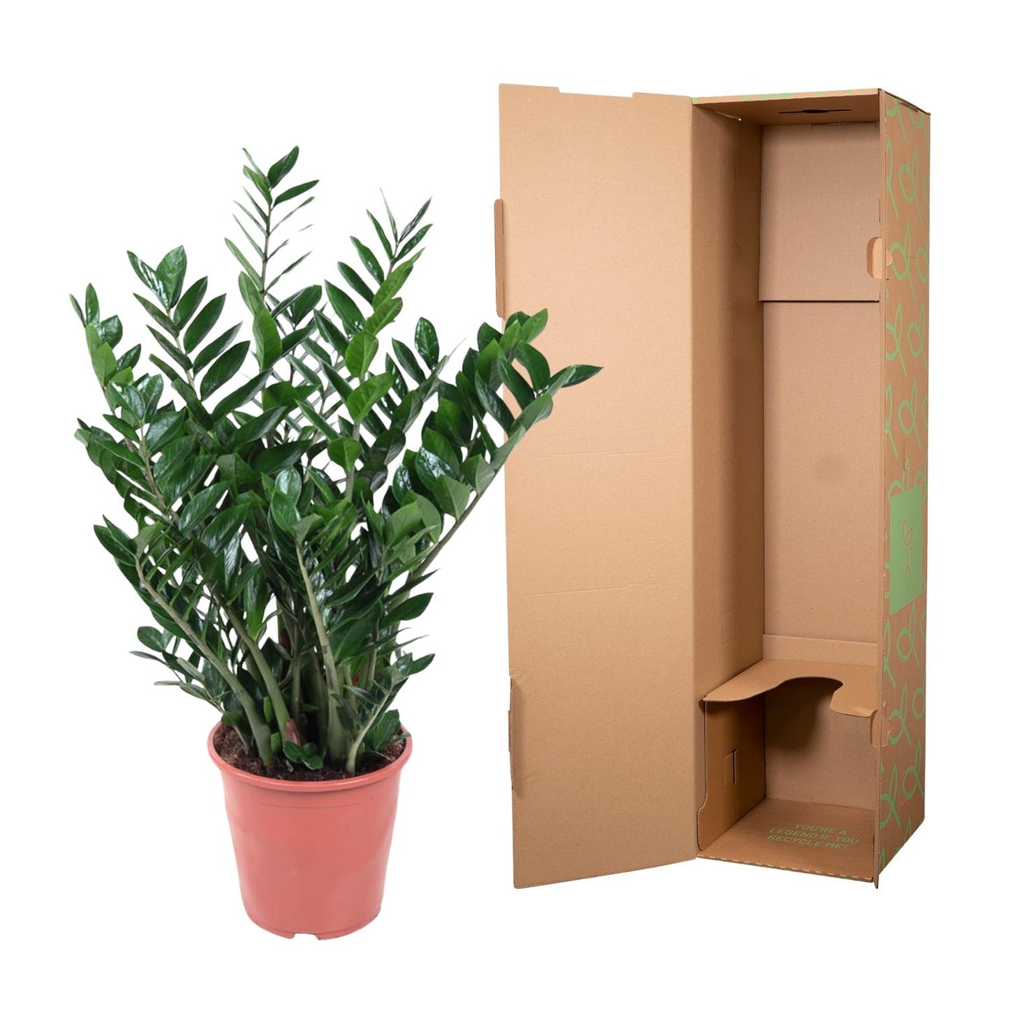 Zamioculcas Pflanze 100cm Ø27cm – Groß & Pflegeleicht | Pflanzfix24.de - Pflanzfix24.de