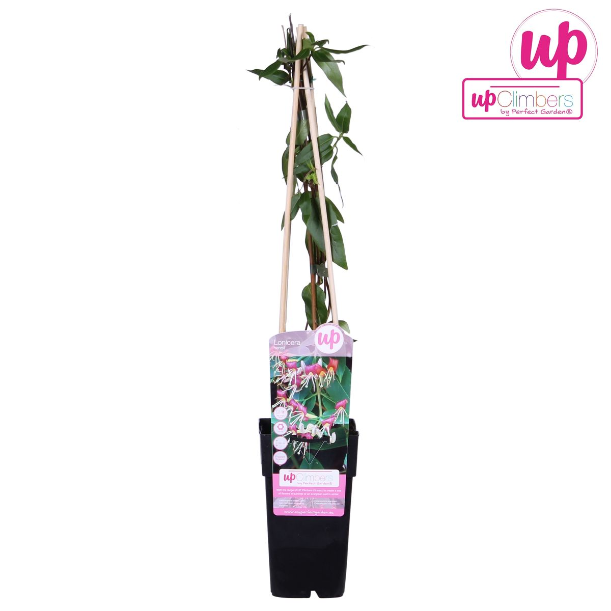 Lonicera henryi Immergrünes Geißblatt Ø15cm – Pflanzfix24.de - Pflanzfix24.de
