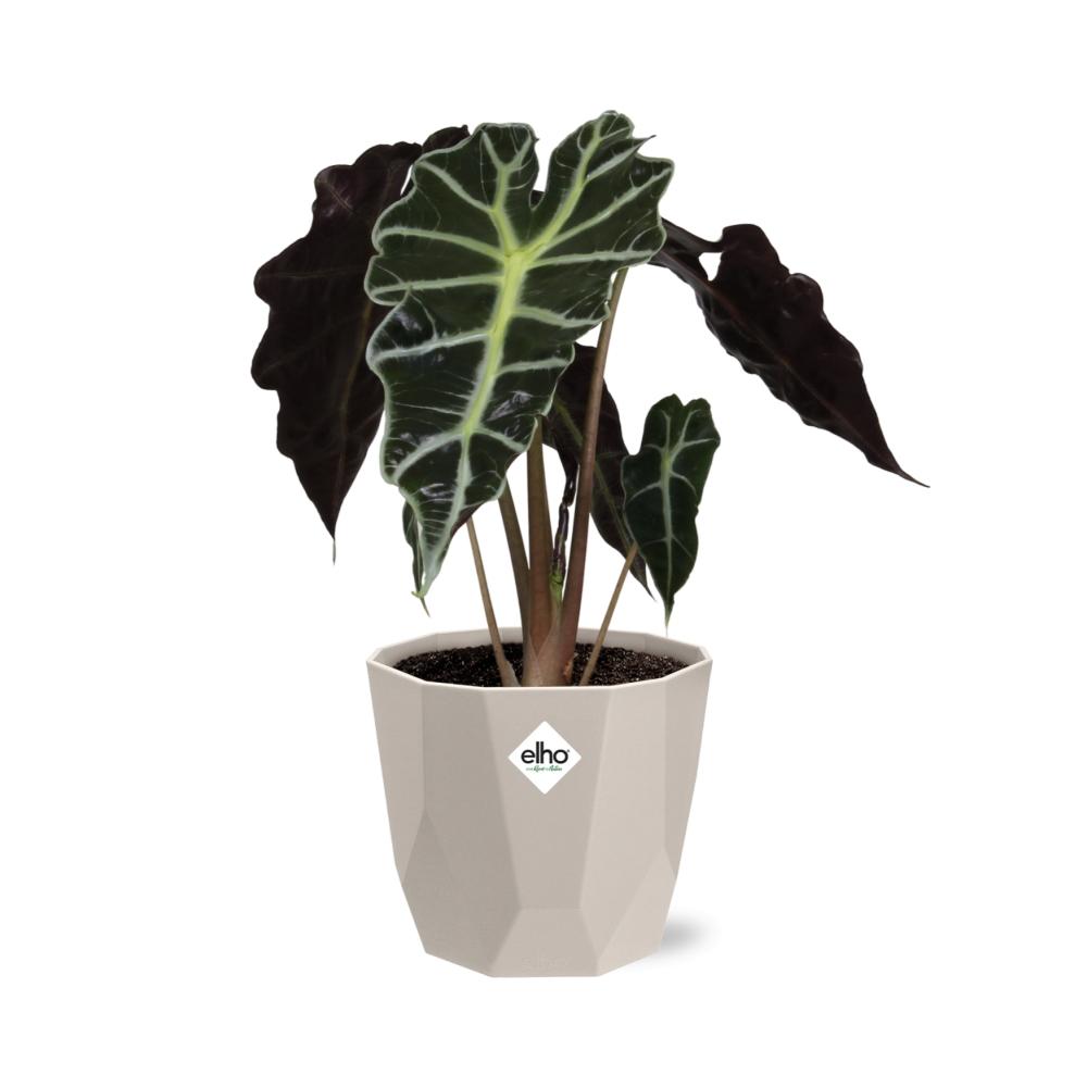Alocasia 'Polly' in ELHO b.for rock 14 cm warm grey - Pflanzfix24
