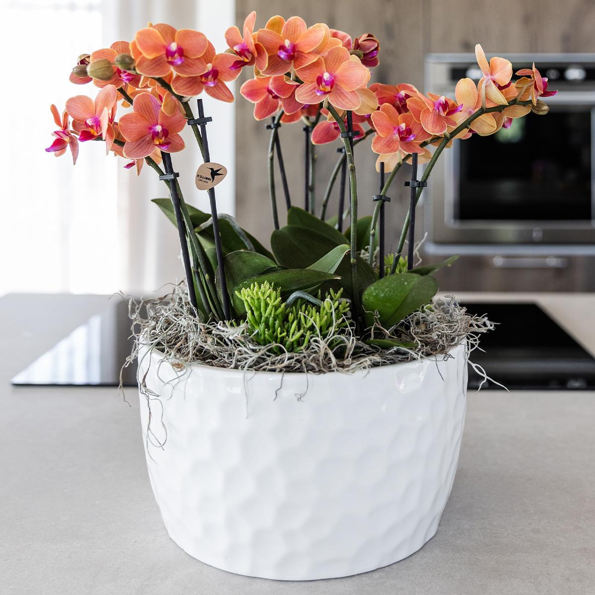 Orangenes Orchideen-Pflanzenset mit Wasserreservoir | Pflanzfix24.de - Pflanzfix24.de