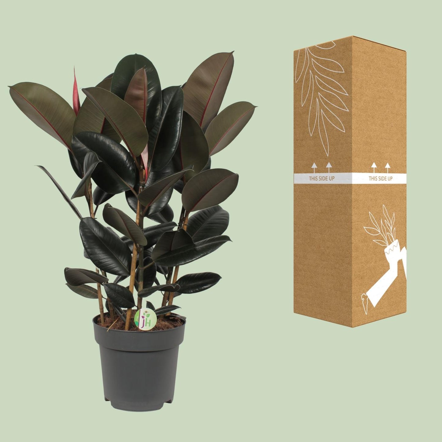 Ficus Abidjan - Ø27cm - ↕90cm - Pflanzfix24.de - Pflanzfix24.de