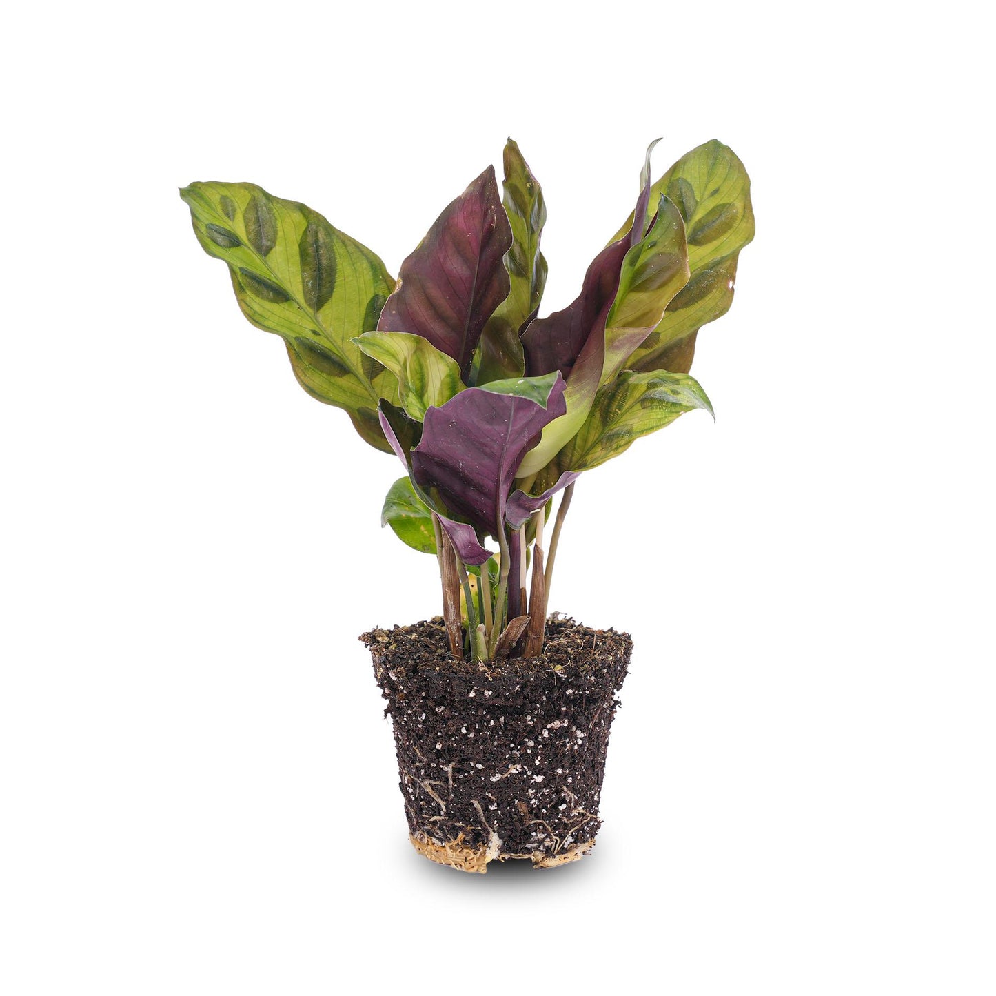 Calathea Lancifolia - Terrarium Pflanze - Ø 6cm Topf - Pflanzfix24.de - Pflanzfix24.de