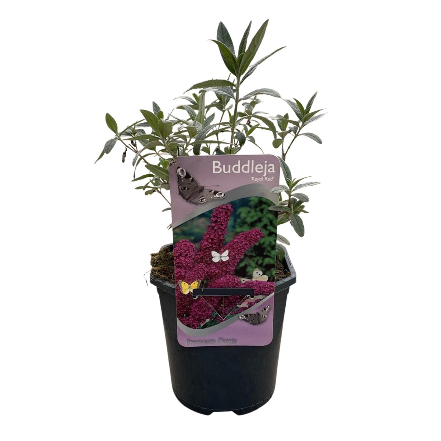 Pflanzfix24.de - Schmetterlingsstrauch - Buddleja davidii Royal Red - 1 Pflanze - Pflanzfix24.de