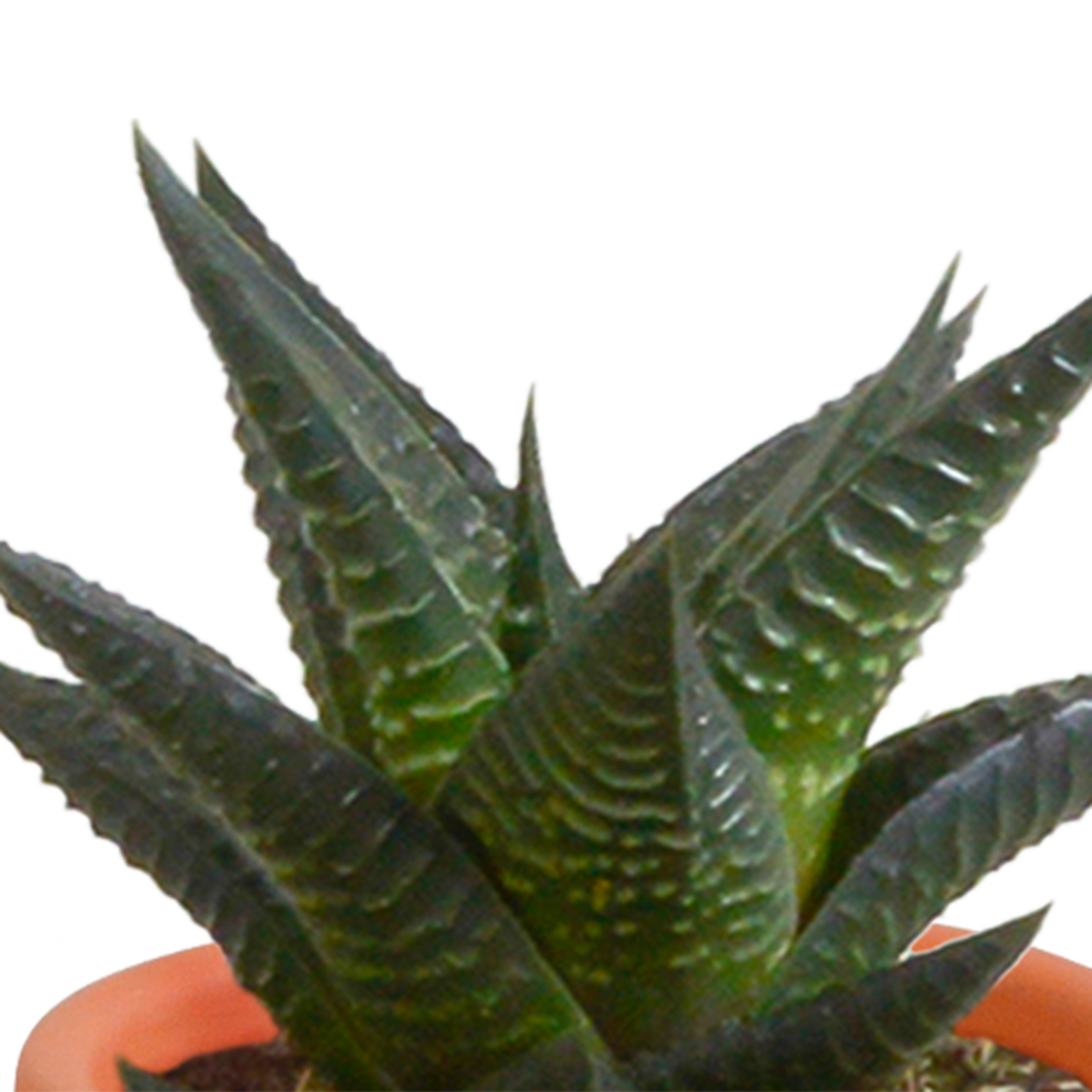 Cactus en vetplanten Mischung 5,5 cm | 15 stück - in Mexicaanse pot - Pflanzfix24.de - Pflanzfix24.de