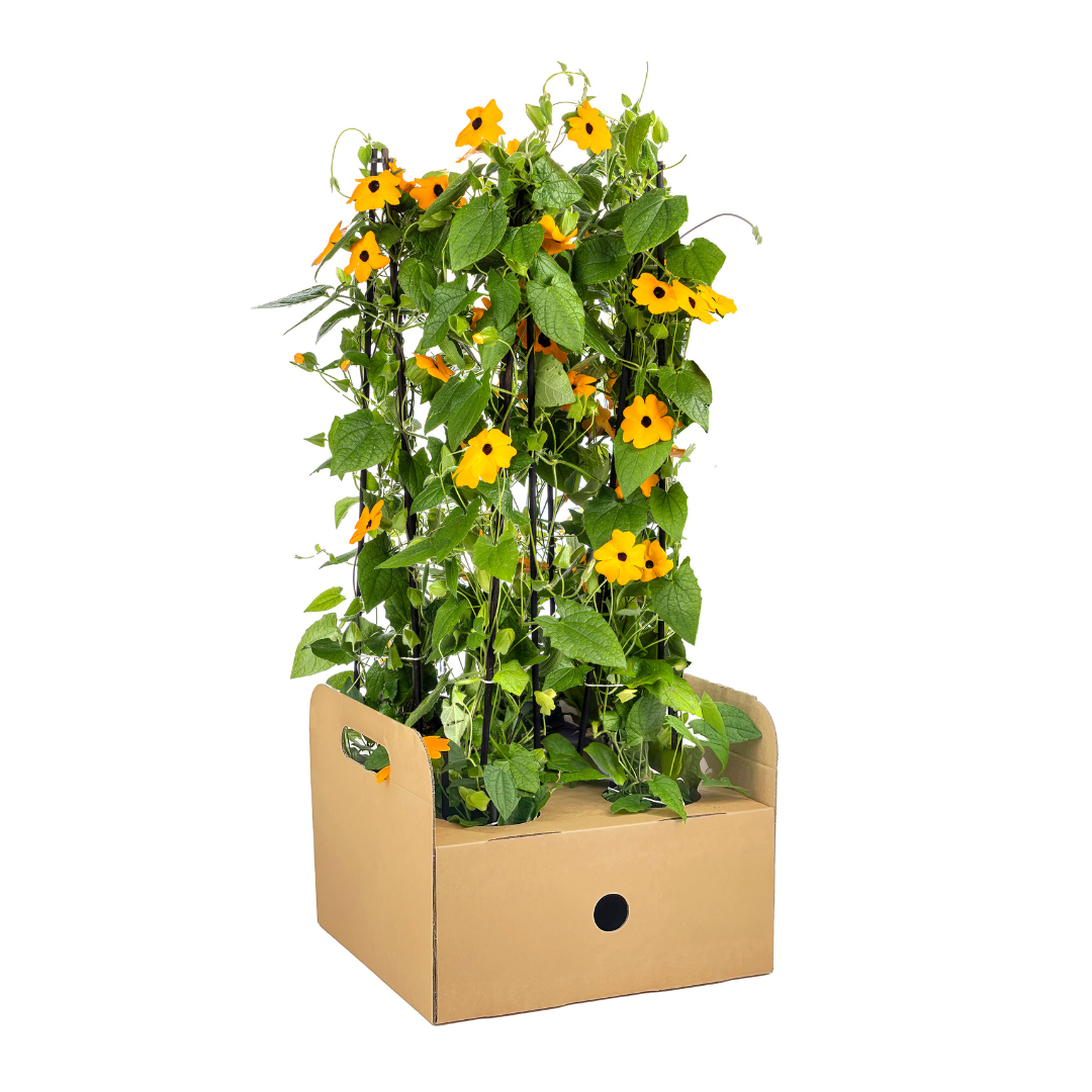 4x Thunbergia alata Sunny Susy New Orange Ø13 cm - ↕60 cm - Pflanzfix24.de - Pflanzfix24.de