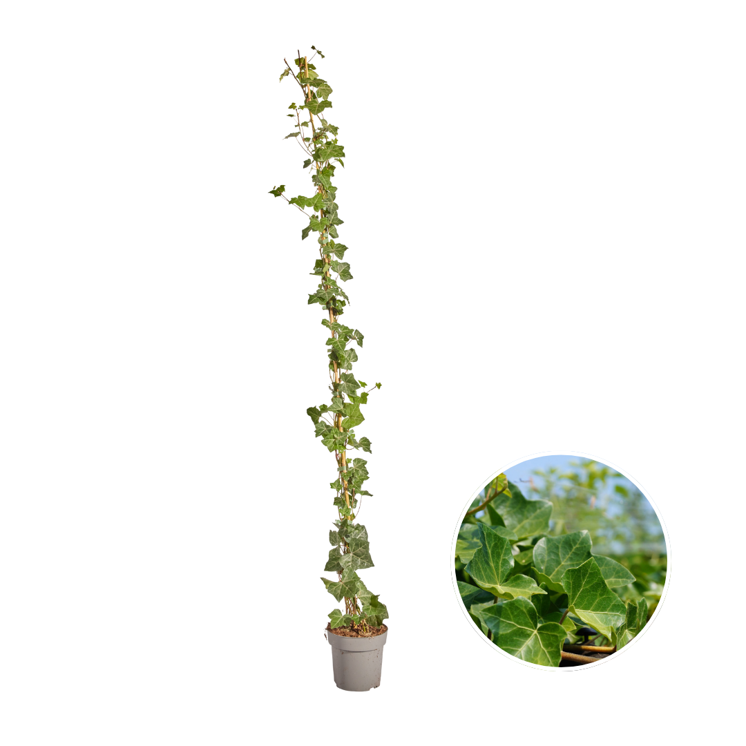 Hedera Hibernica - Efeu - gestäbt - ↨150 - 175 cm - Pflanzfix24.de - Pflanzfix24.de