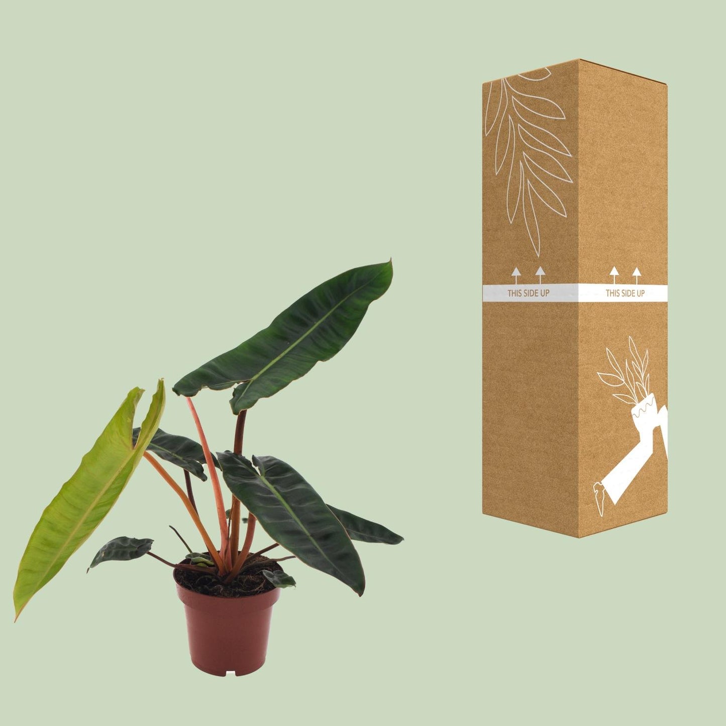 Philodendron Billietiae Ø12cm – Elegante Zimmerpflanze | Pflanzfix24.de - Pflanzfix24.de