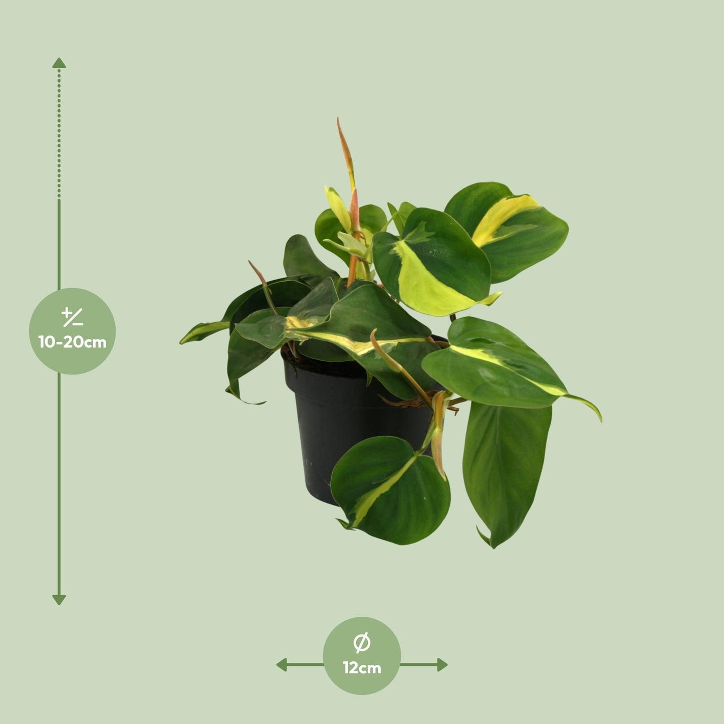 Lophospermum Brasil Scandens Ø12cm - pflanzfix24