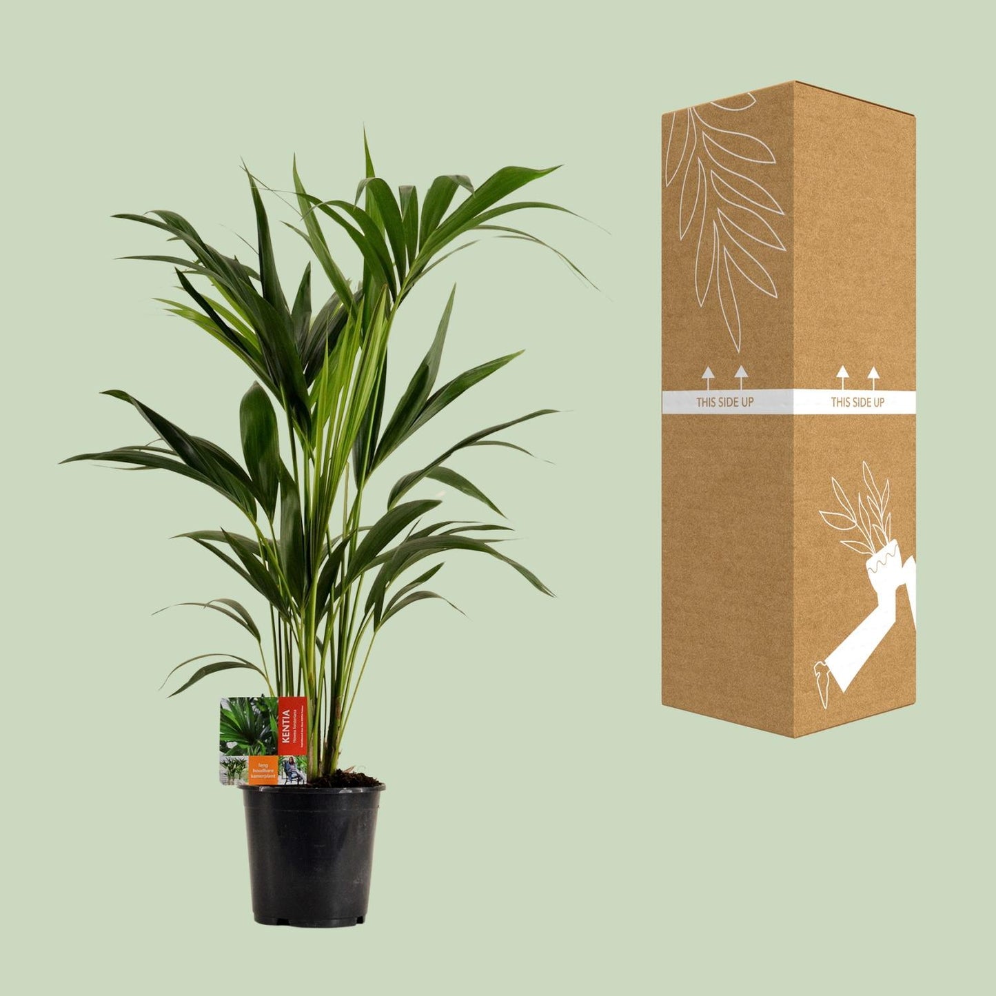 Kentia-Palme - Howea Forsteriana - Ø19cm - ↕100cm - Pflanzfix24