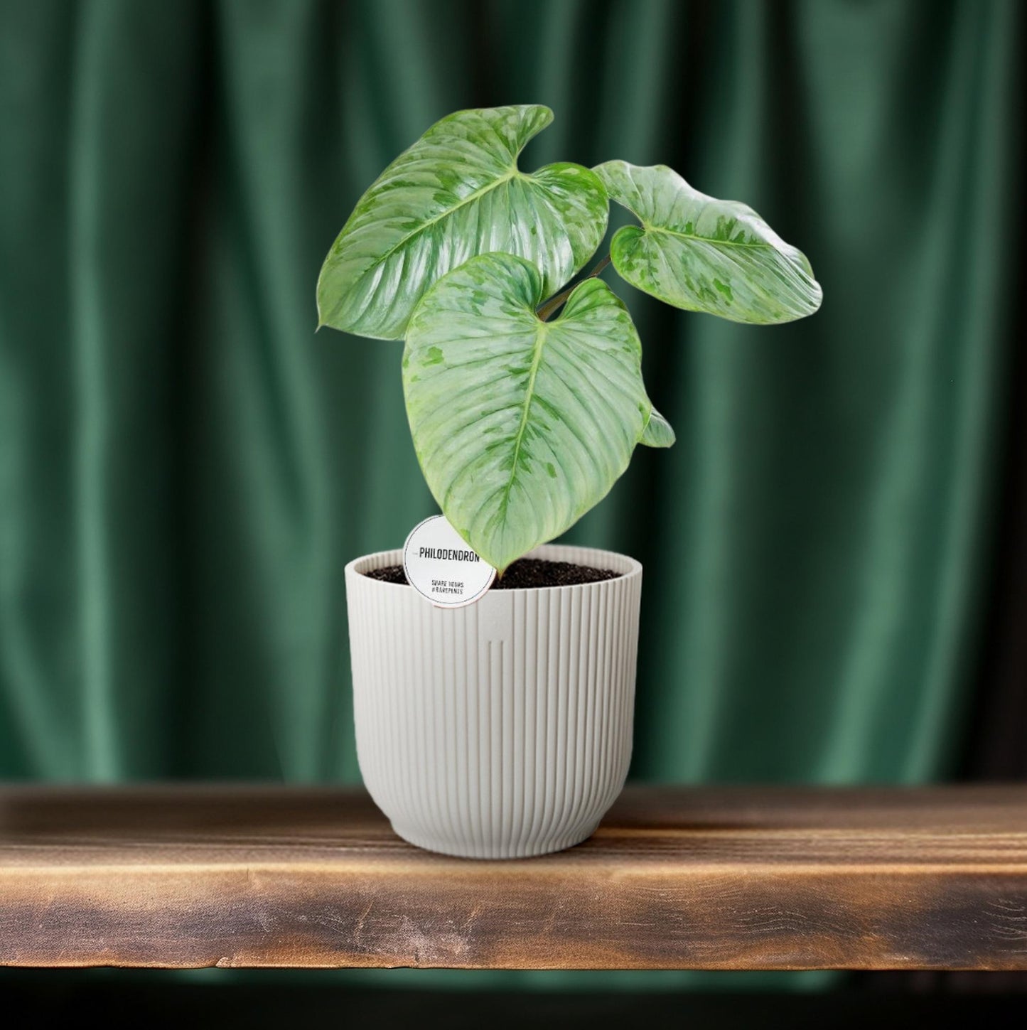 Philodendron Sodiroi Ø15cm - Elegante Zimmerpflanze | Pflanzfix24