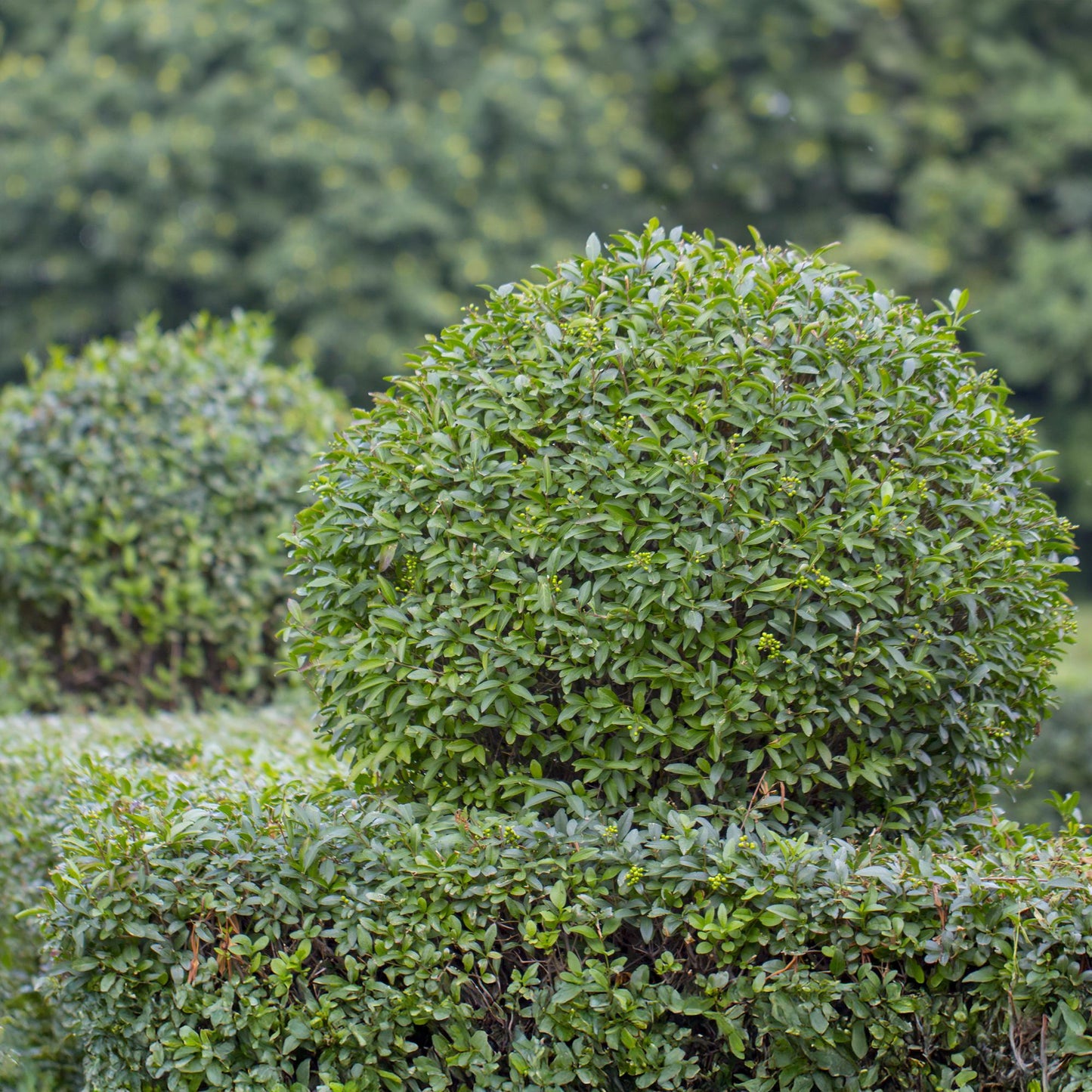 GreenboutiQ - Ligustrum ovalifolium Heckenpflanzen - 6 Pflanzen - Pflanzfix24.de - Pflanzfix24.de