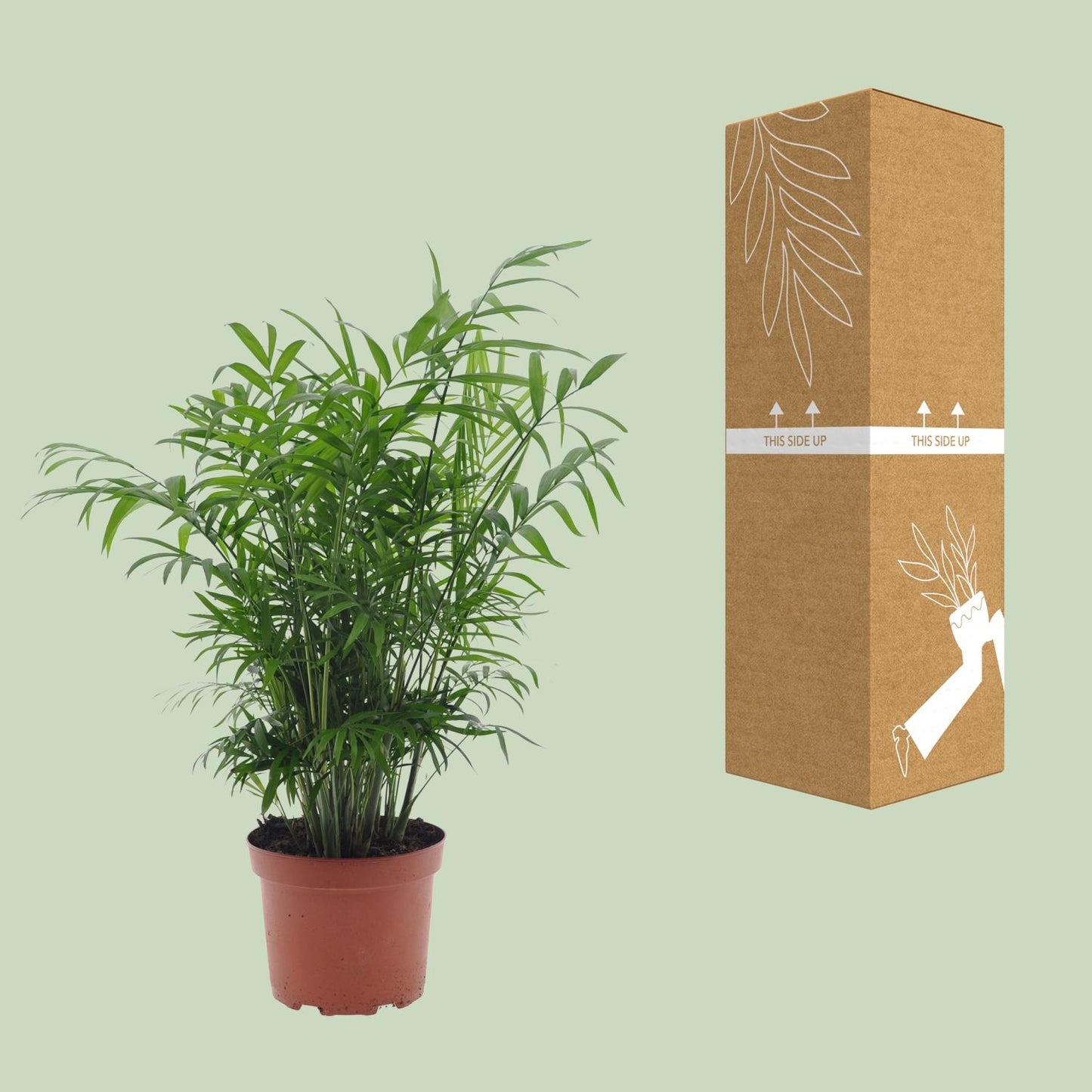 Chamaedorea Elegans - Ø17cm - ↕50cm - Pflanzfix24.de - Pflanzfix24.de