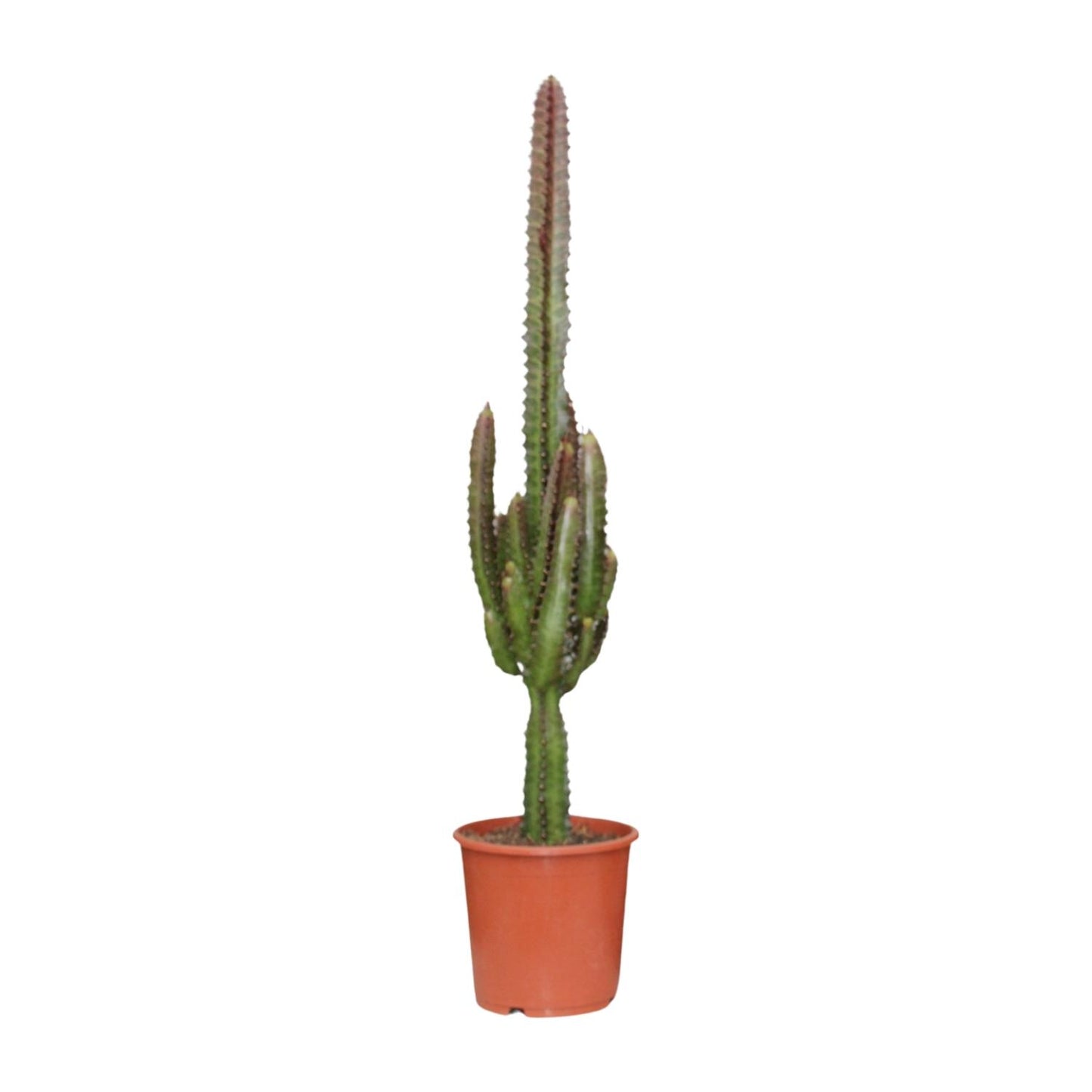 Euphorbia Trigona Rubra - Ø17cm - ↕70cm von Pflanzfix24