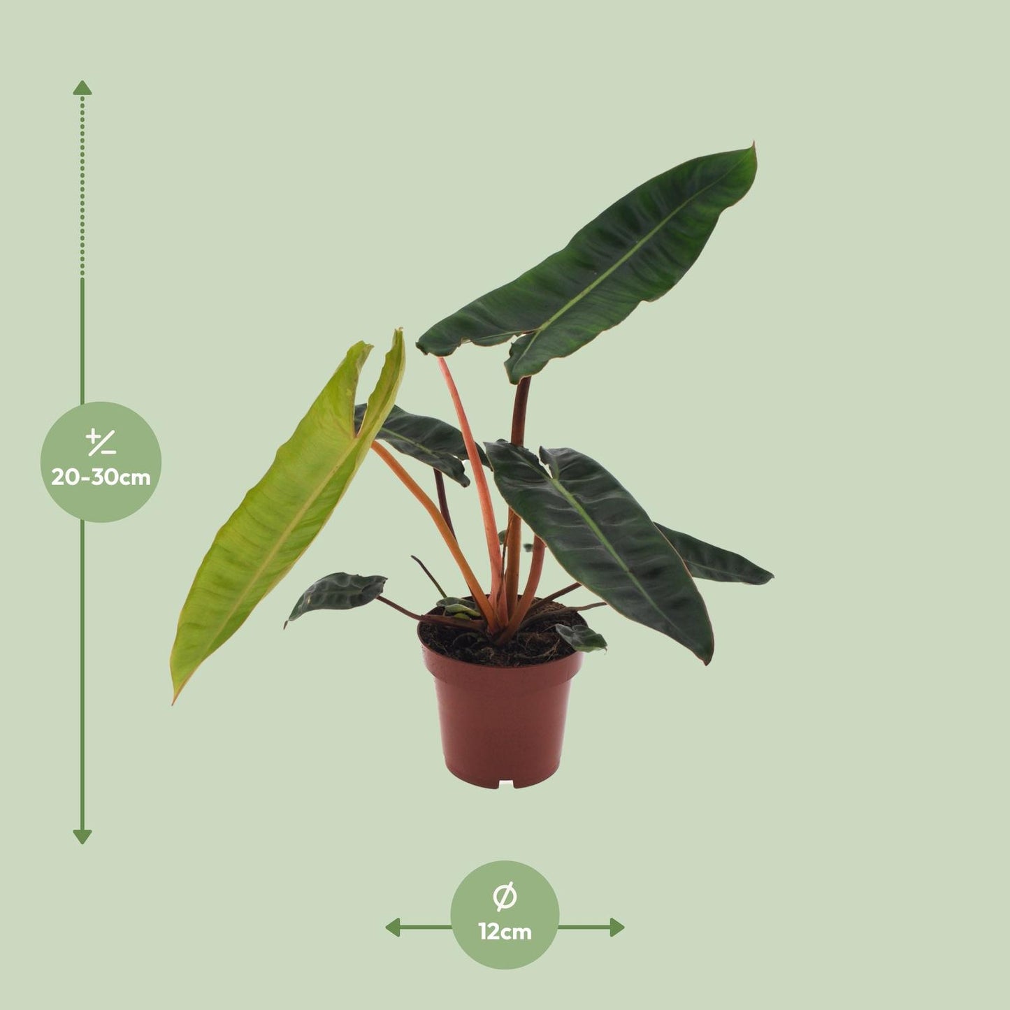 Philodendron Billietiae Ø12cm – Elegante Zimmerpflanze | Pflanzfix24.de - Pflanzfix24.de