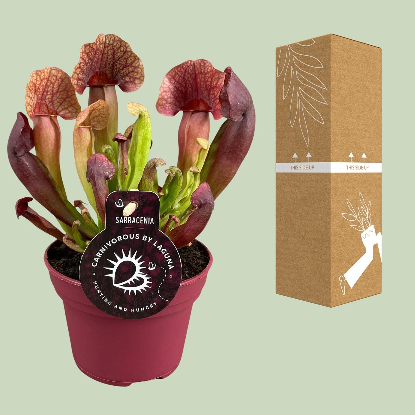 Sarracenia Catesbaei – Fleischfressende Pflanze – Pflanzfix24.de - Pflanzfix24.de
