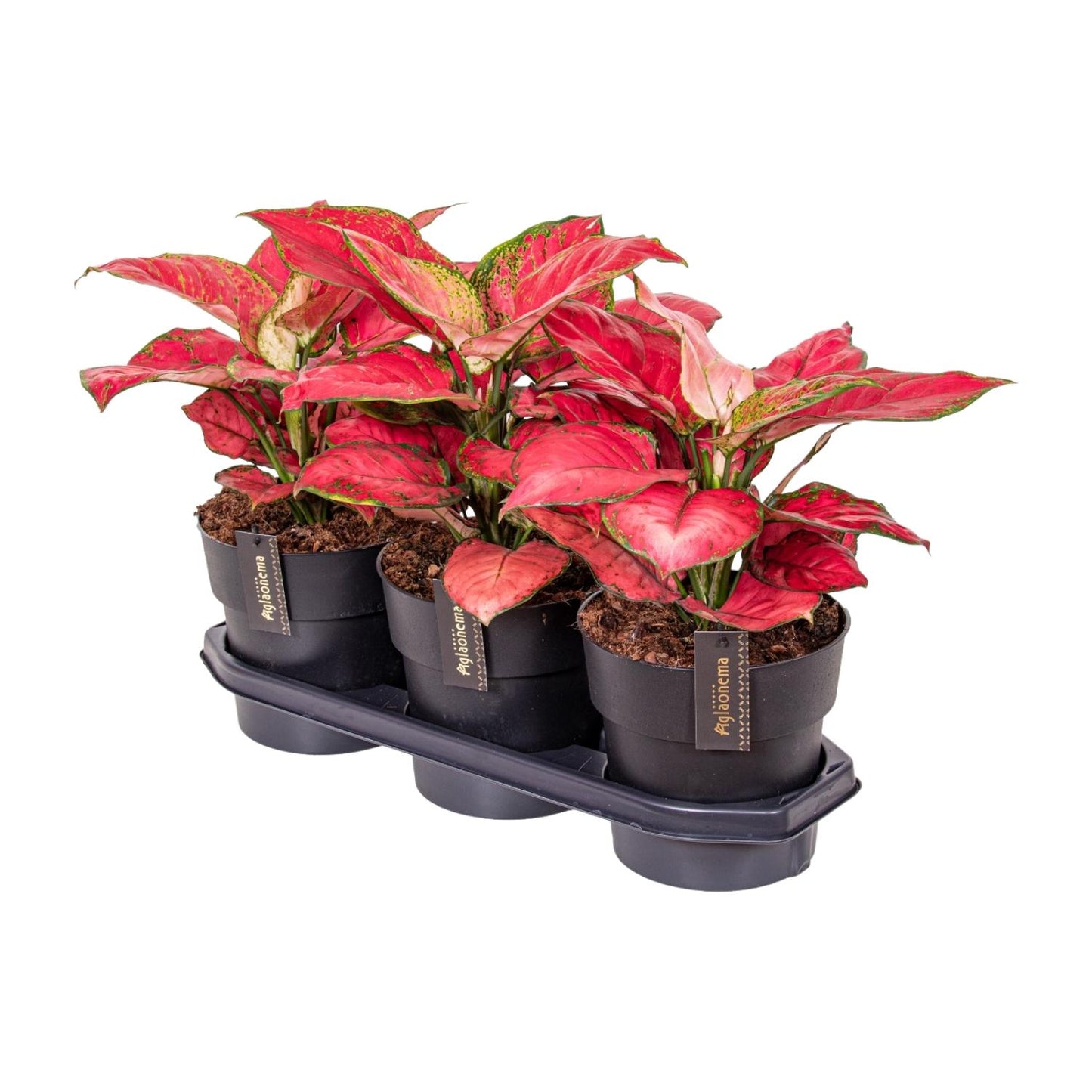 Aglaonema Red Joy - Ø19cm - ↕40cm - Pflanzfix24