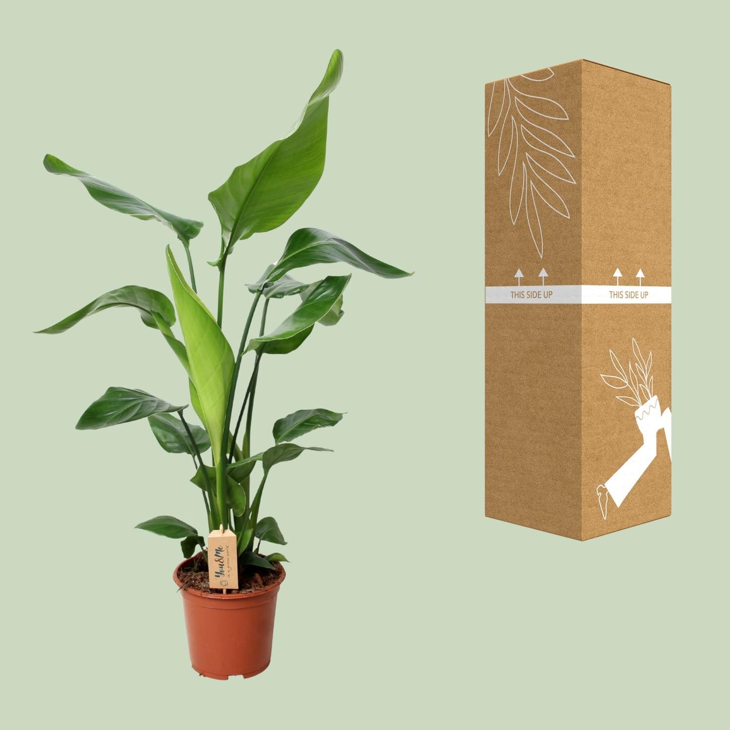 Strelitzia Nicolai 90cm Ø19cm – Exotische Zimmerpflanze | Pflanzfix24.de - Pflanzfix24.de