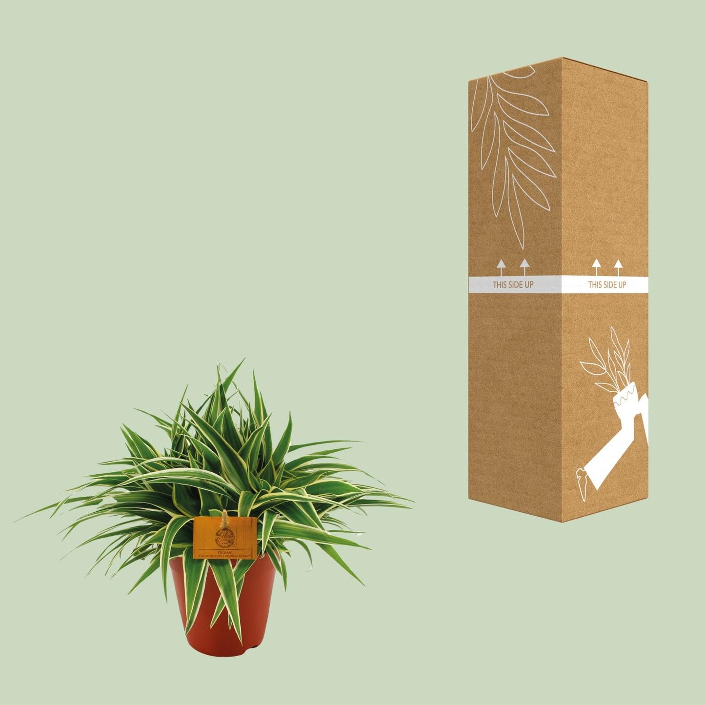 Chlorophytum Ocean - Ø15cm - ↕25cm bei Pflanzfix24.de - Pflanzfix24.de