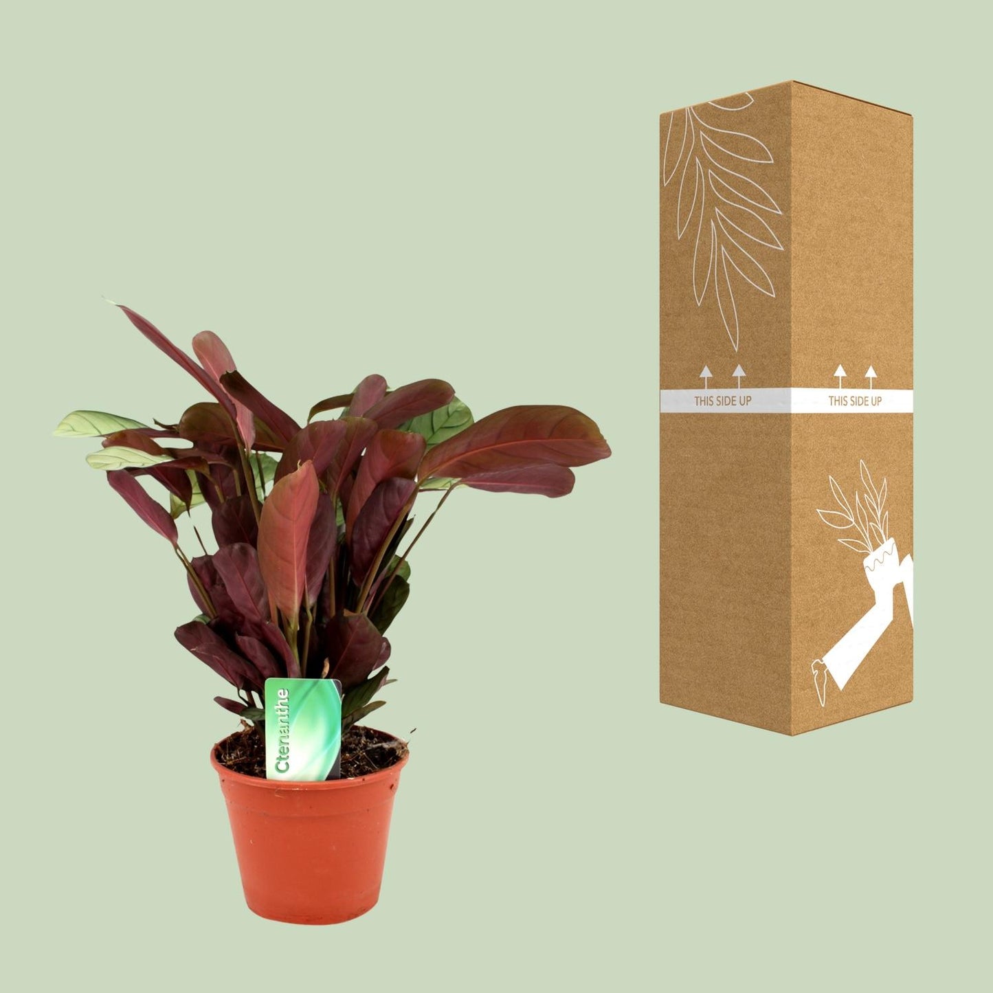 Ctenanthe Amagris - Ø14cm - ↕25cm - Pflanzfix24.de - Pflanzfix24.de