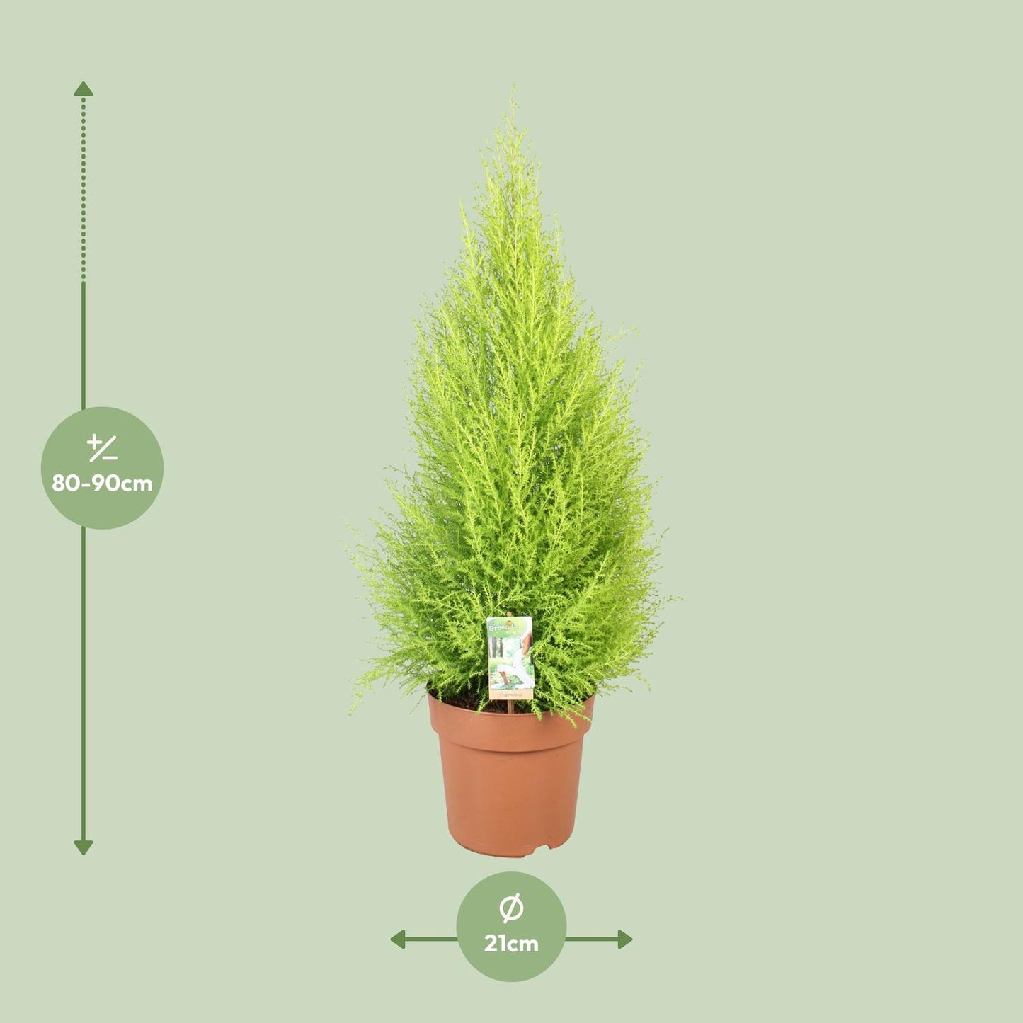 Cupressus Goldcrest Wilma - Ø21cm - ↕90cm - Pflanzfix24.de - Pflanzfix24.de