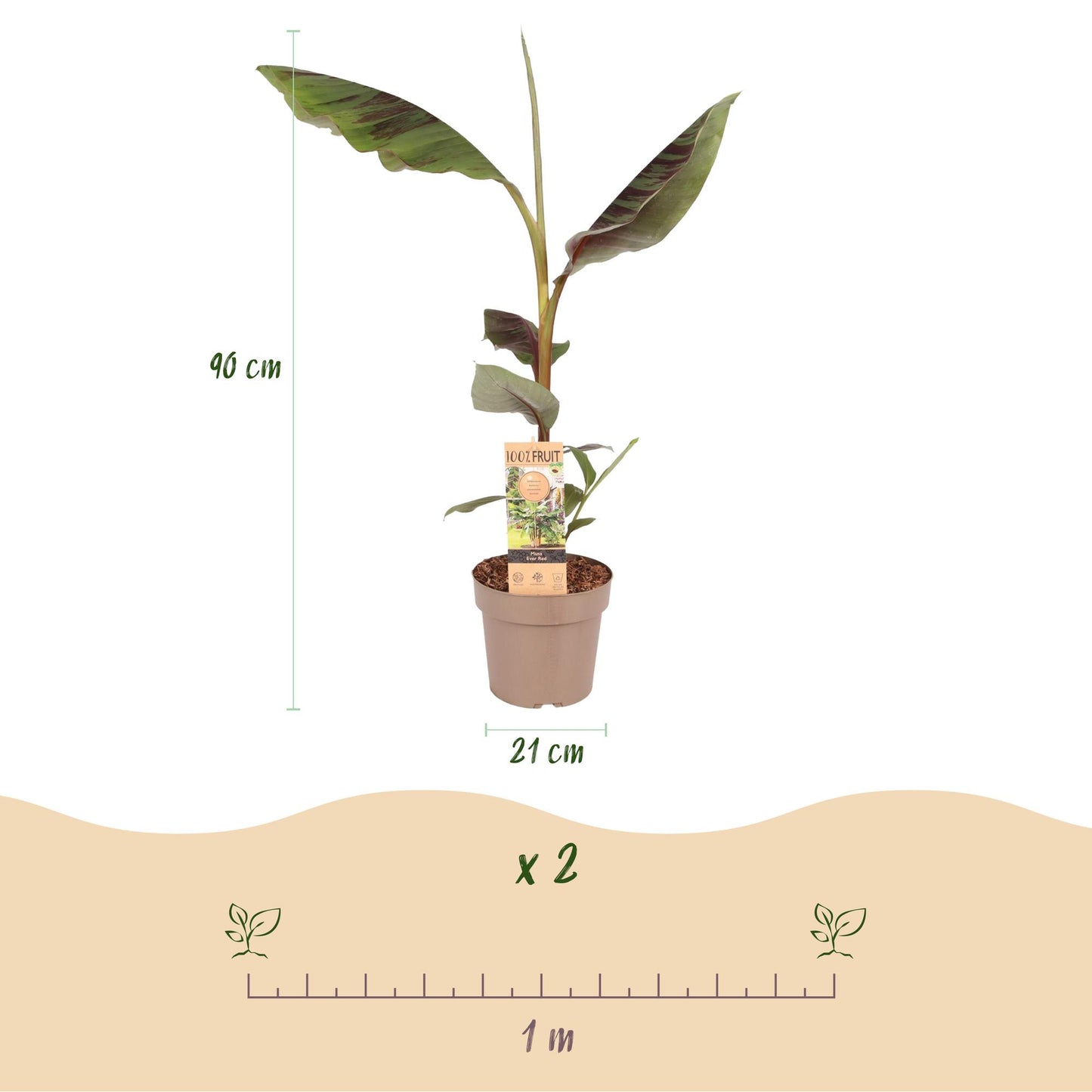 pflanzfix24 - Japanische Faserbanane - Musa Ever Red - Topf 21cm
