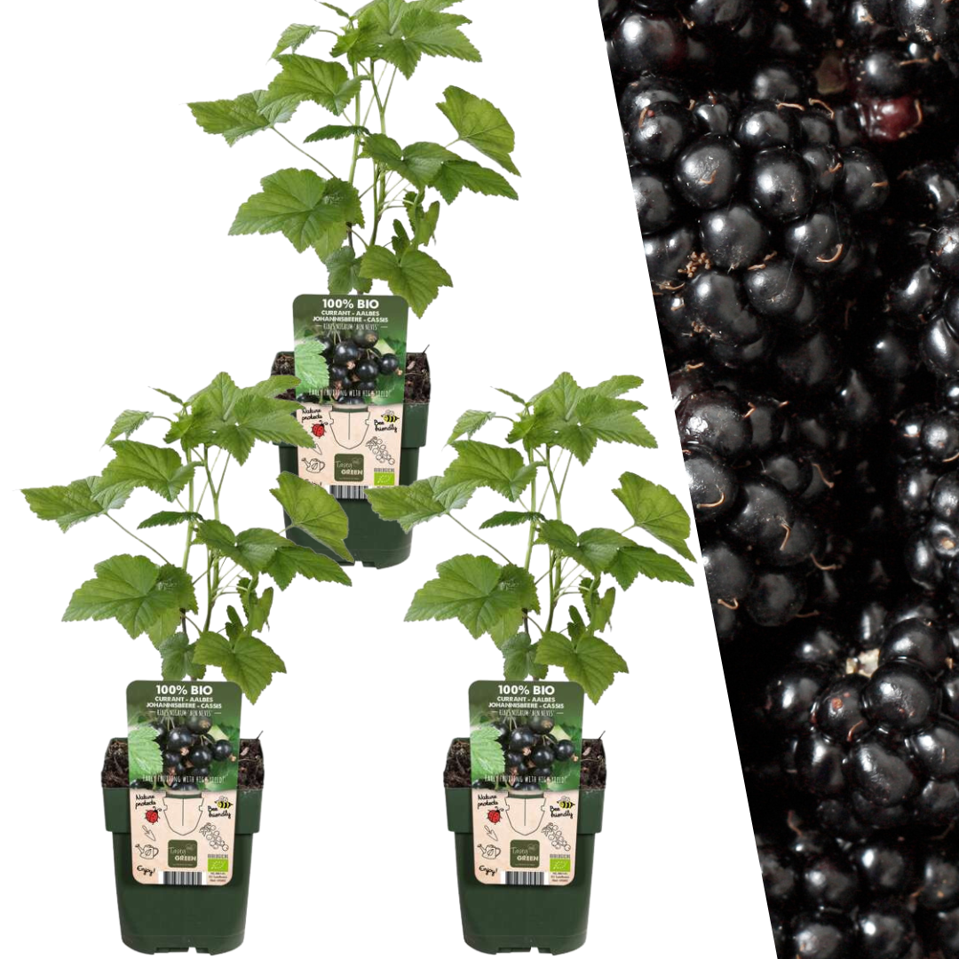 3 x Brombeerenpflanzen BIO - Ø 13 cm - ↨ 20 cm - Pflanzfix24