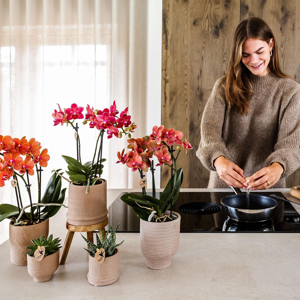 4er Set Phalaenopsis Bozen Orange – Combi Deal Ø9cm | Pflanzfix24.de - Pflanzfix24.de