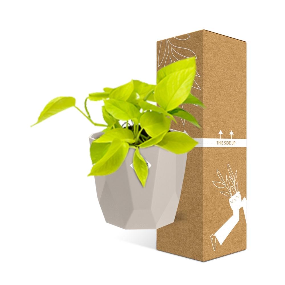 Epipremnum Pinnatum ‘Golden Pothos’ in ELHO b.for rock 14 cm warm grey - Pflanzfix24