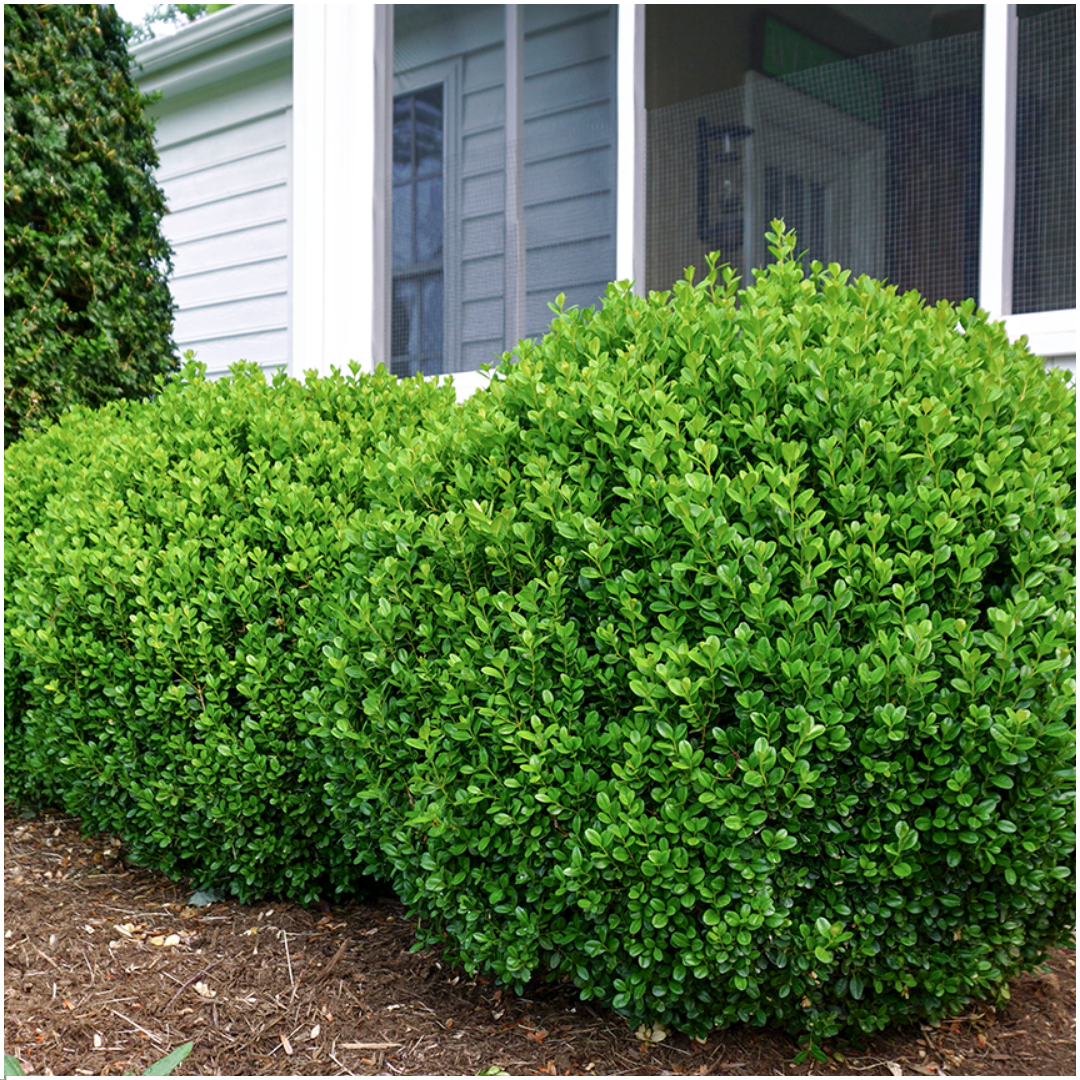 4 x 6er-Pack Buxus NewGen Freedom - Winterharte Immergrüne Sträucher 24 x Ø7 cm - Pflanzfix24.de - Pflanzfix24.de